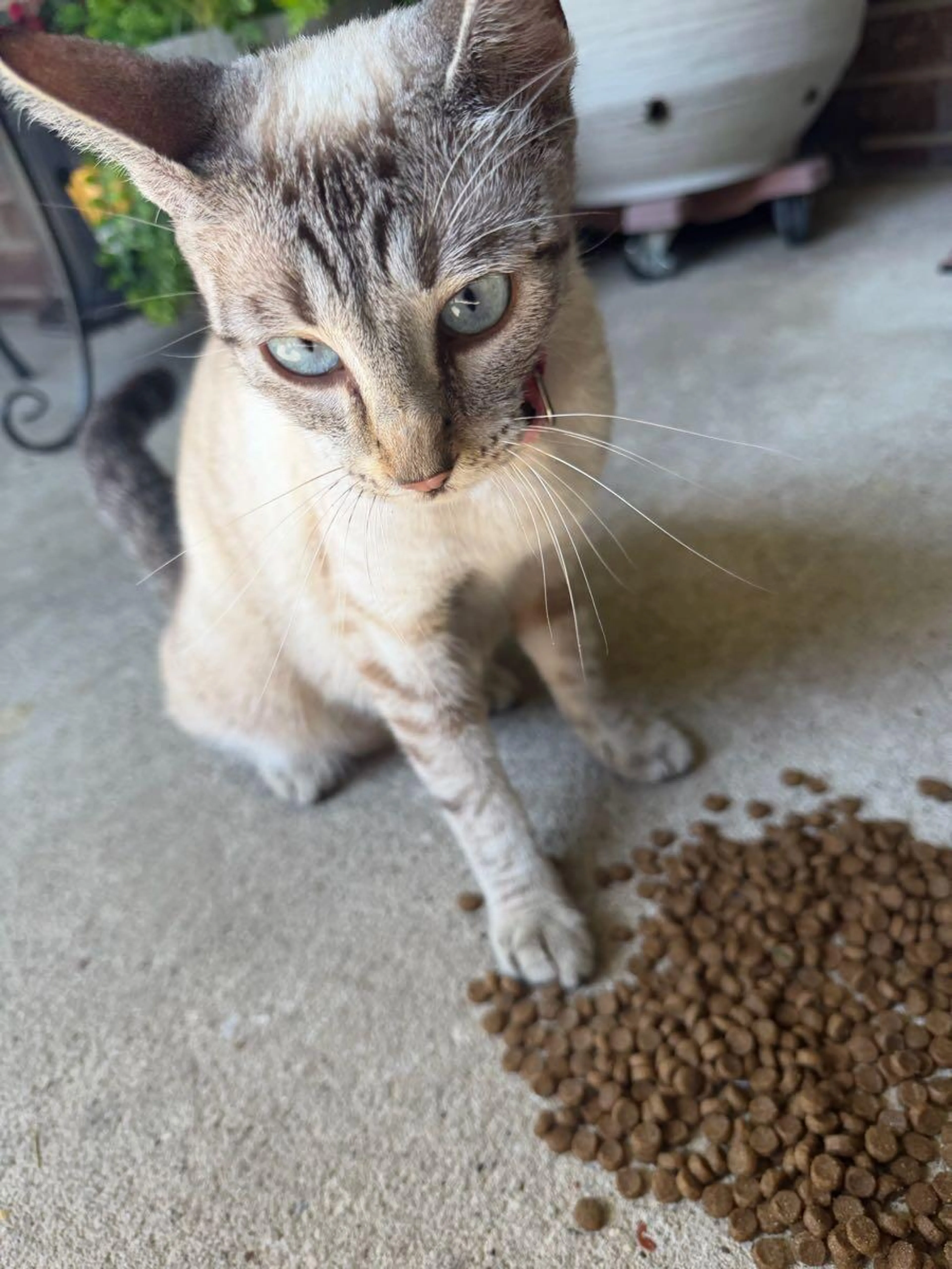 Found pet
