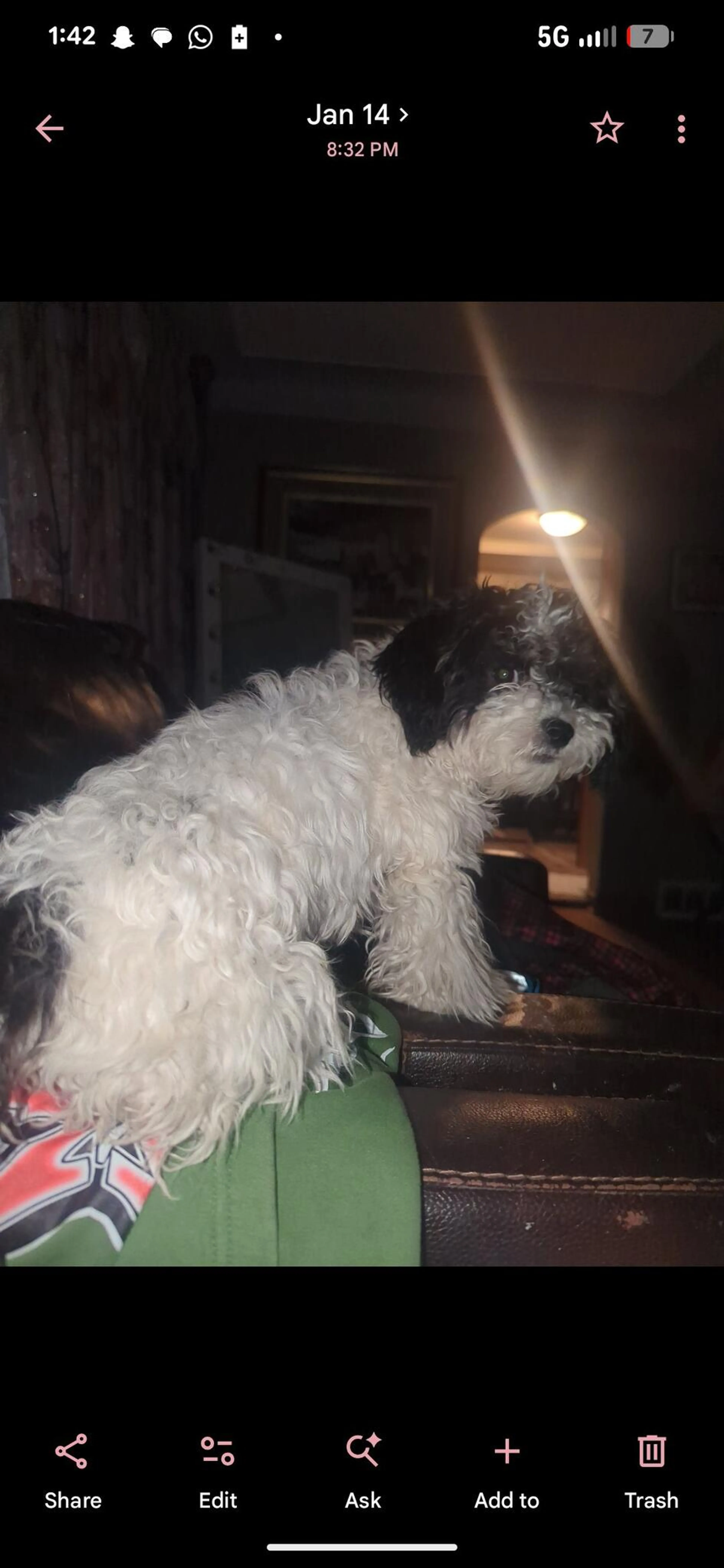 Lost pet