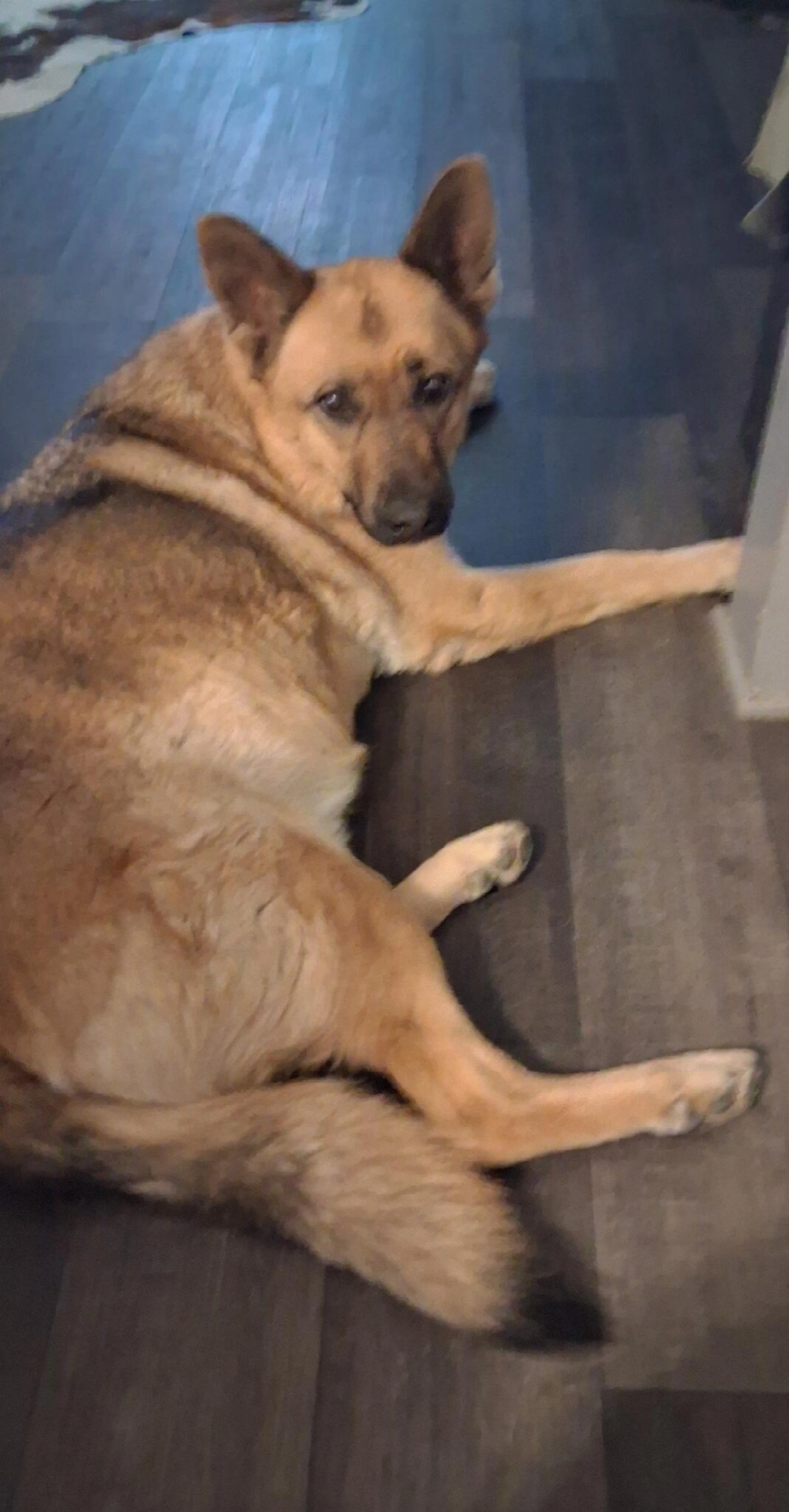 Found pet