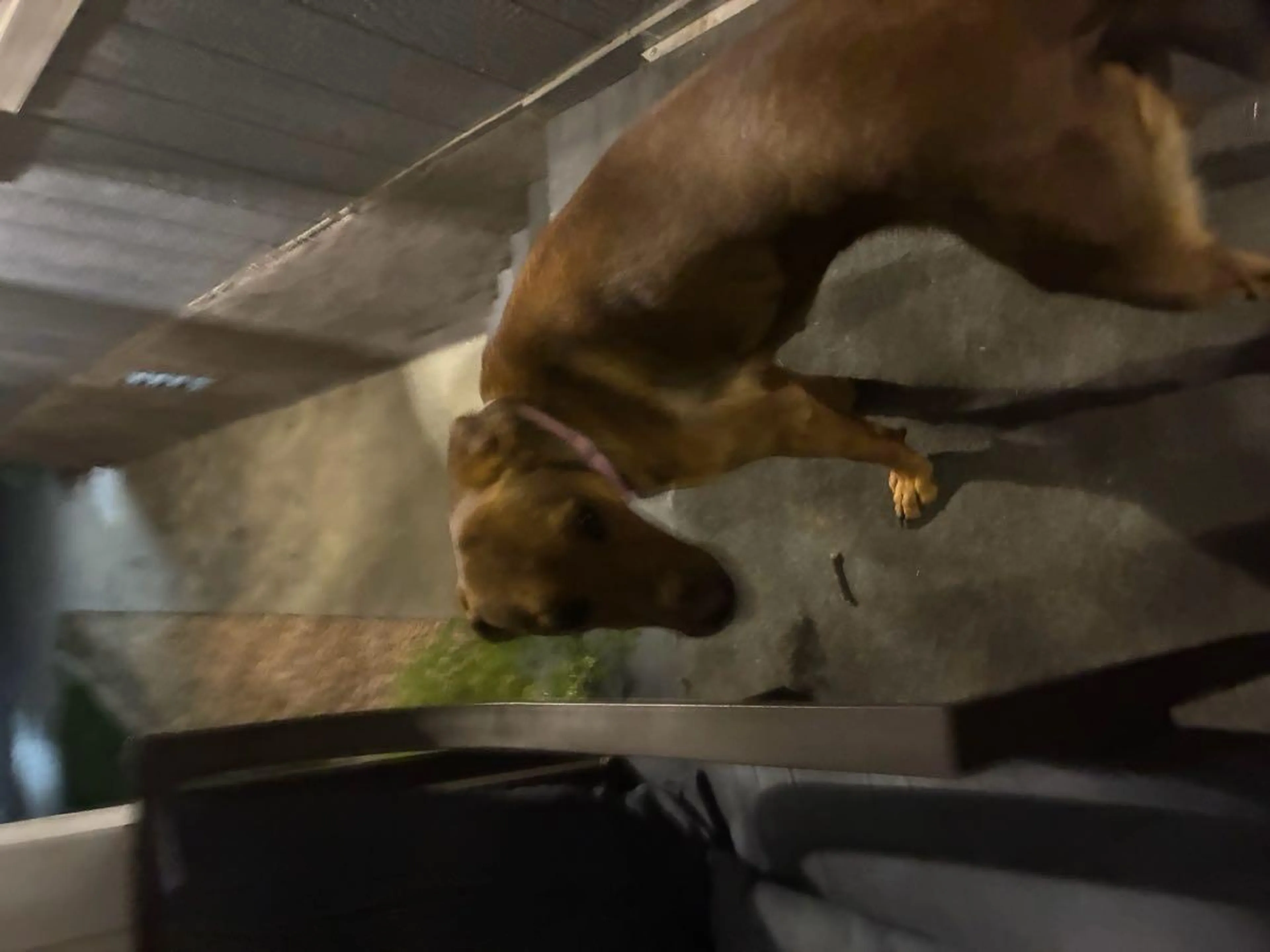 Found pet