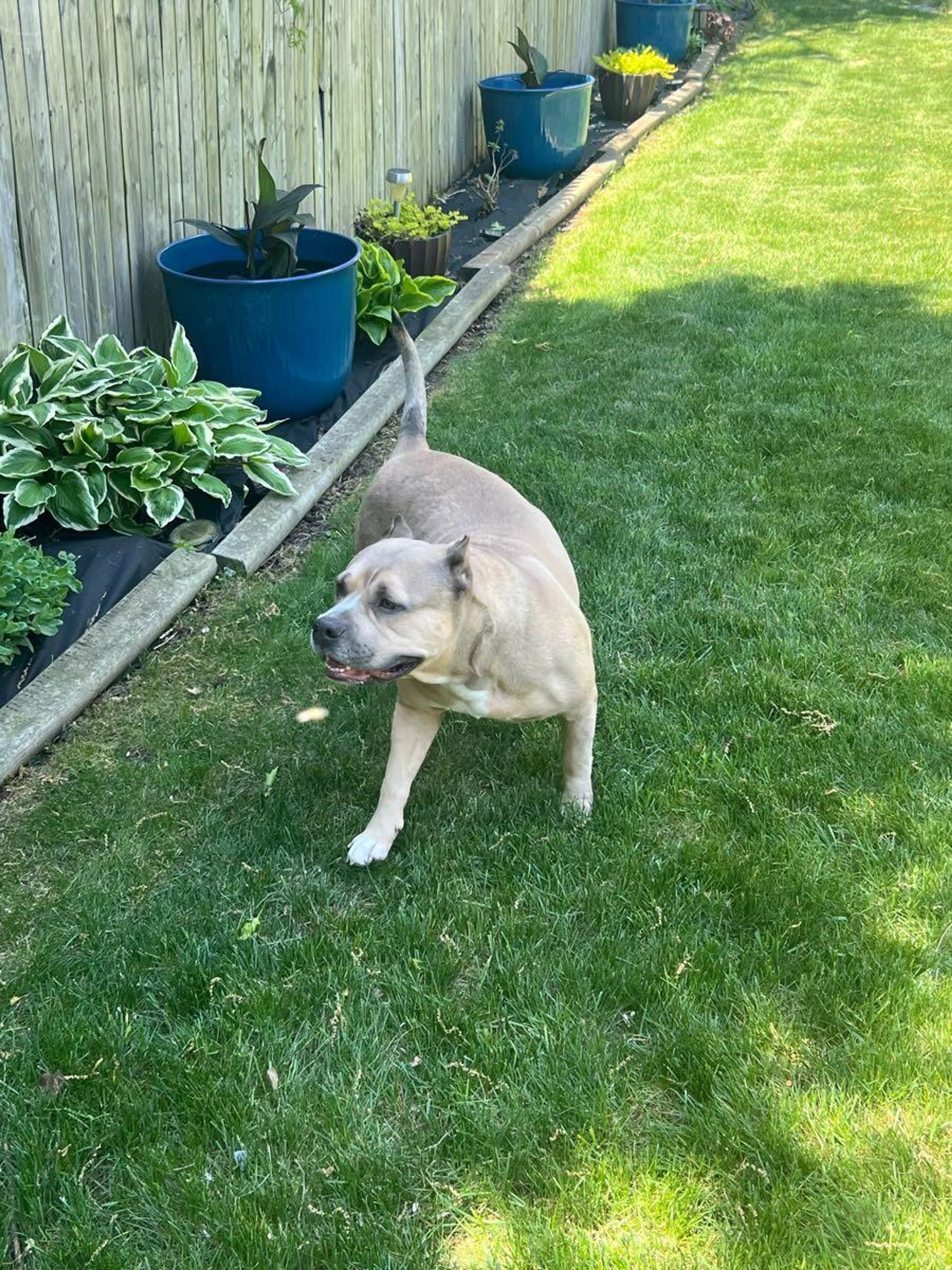 Found pet