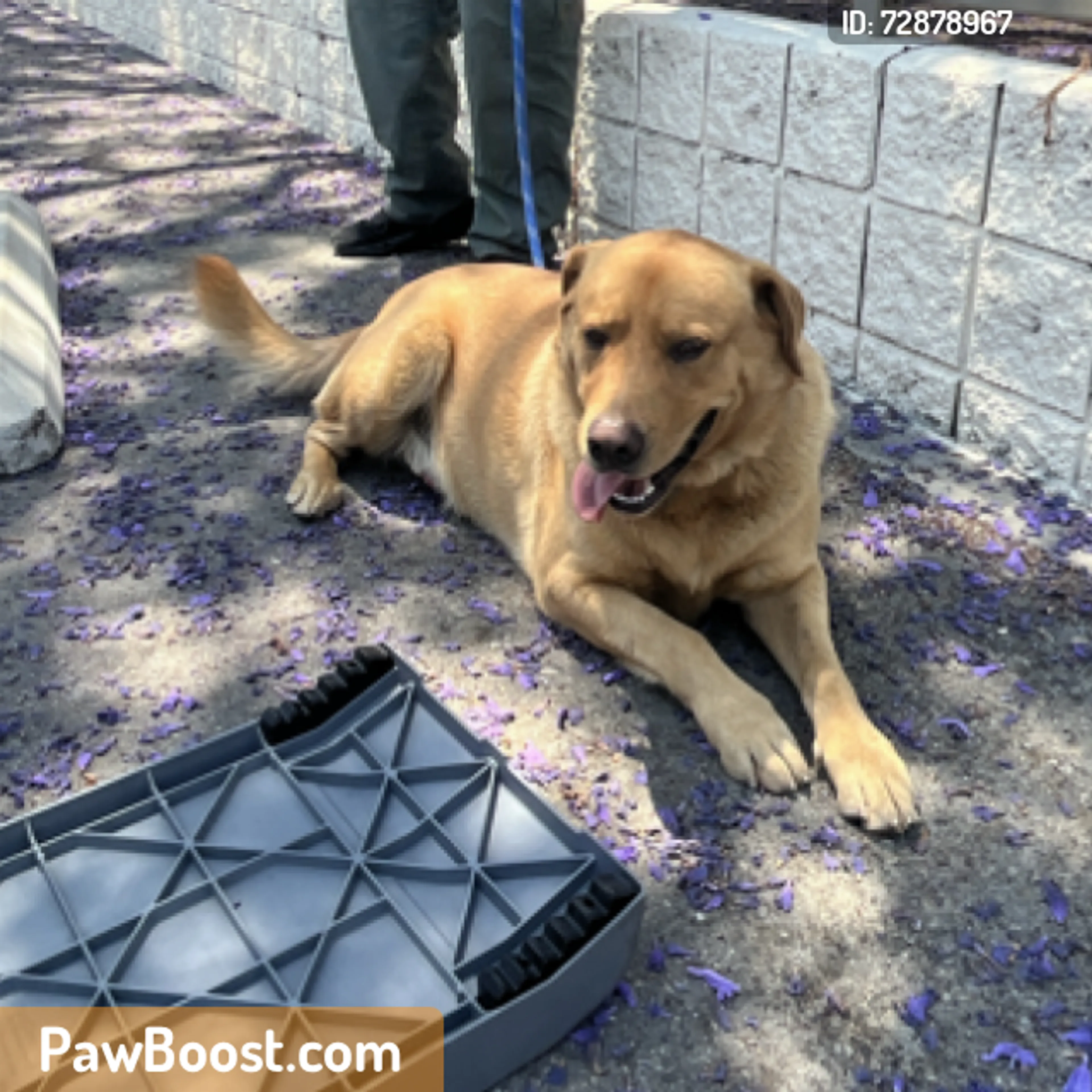 Found pet