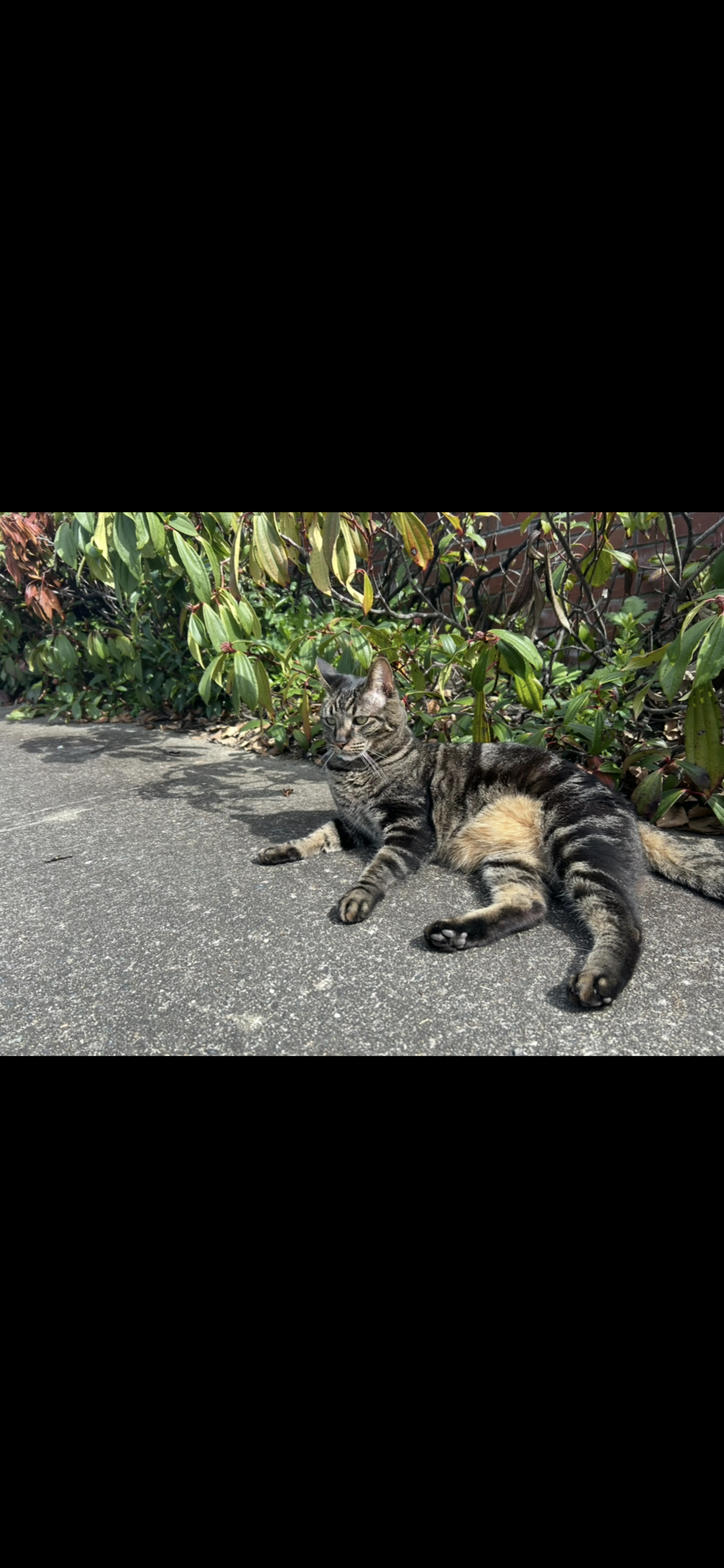 Lost pet