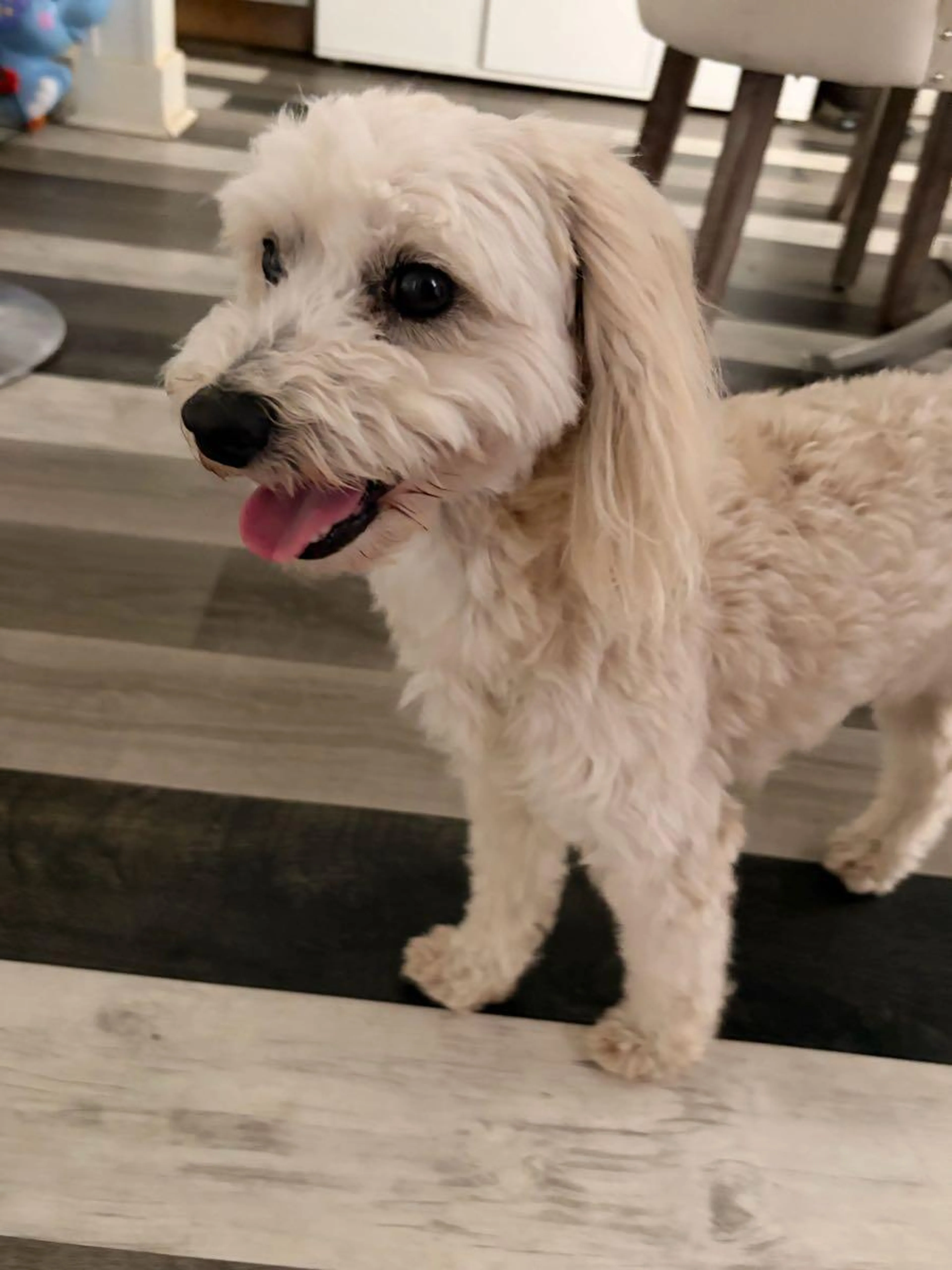 Found pet