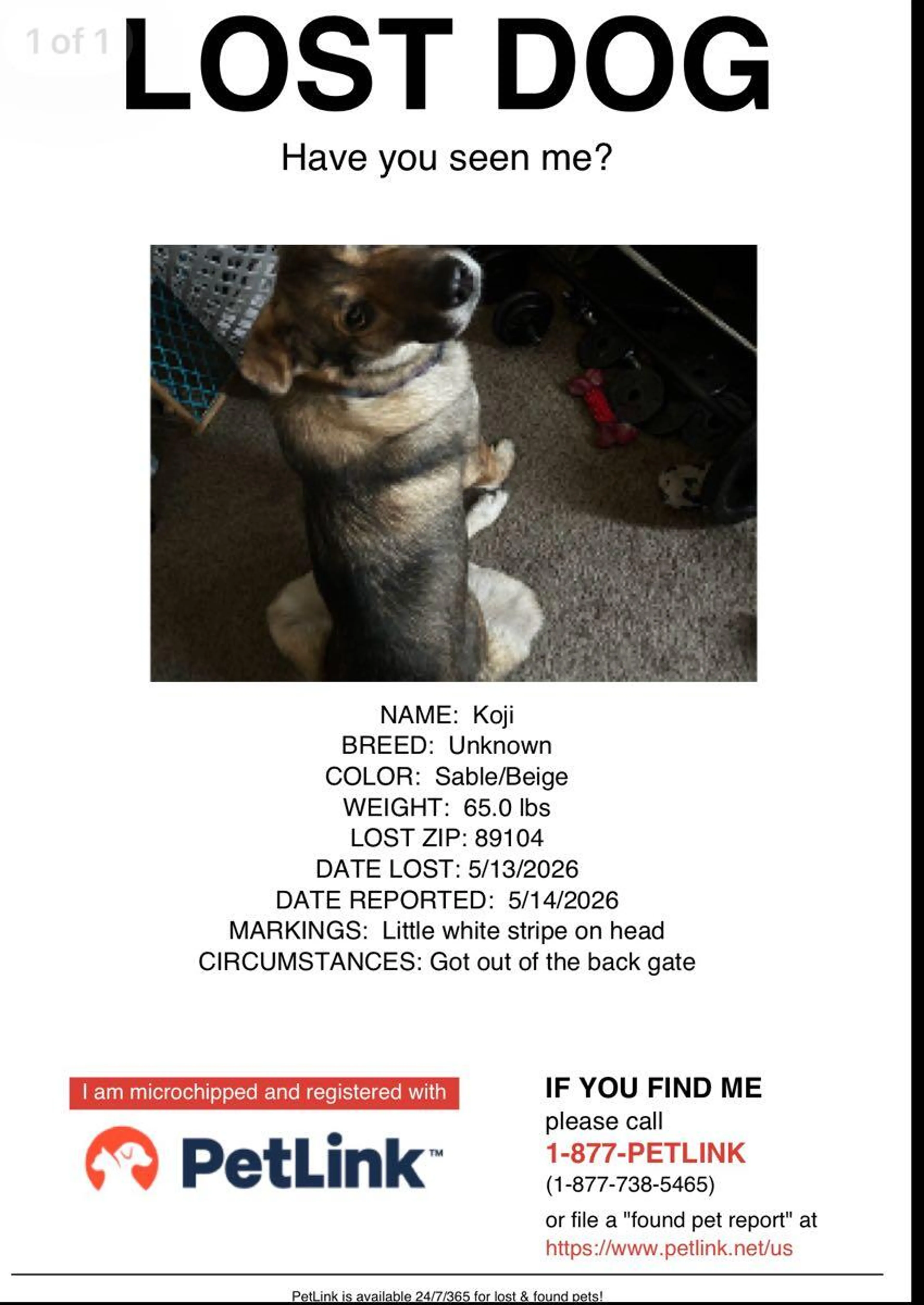 Lost pet