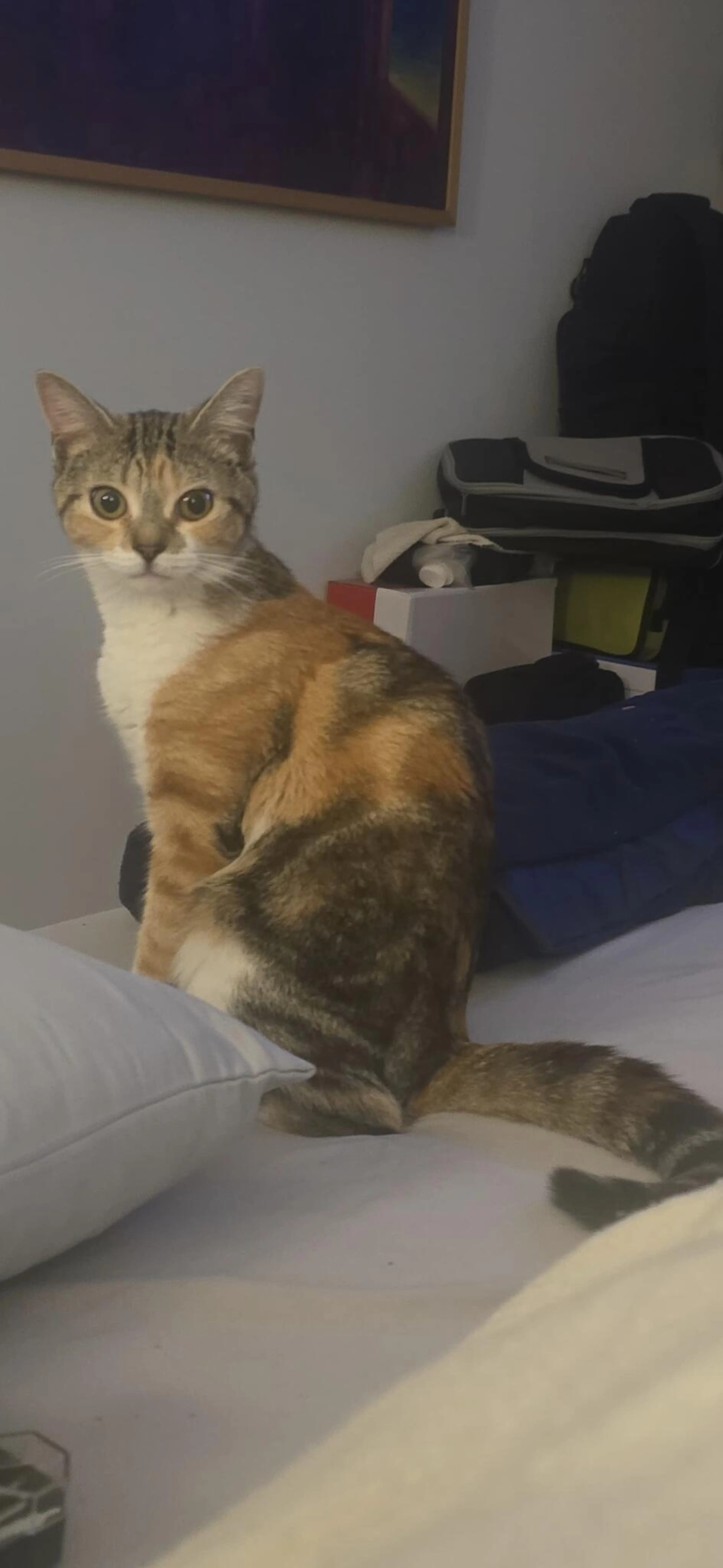 Found pet