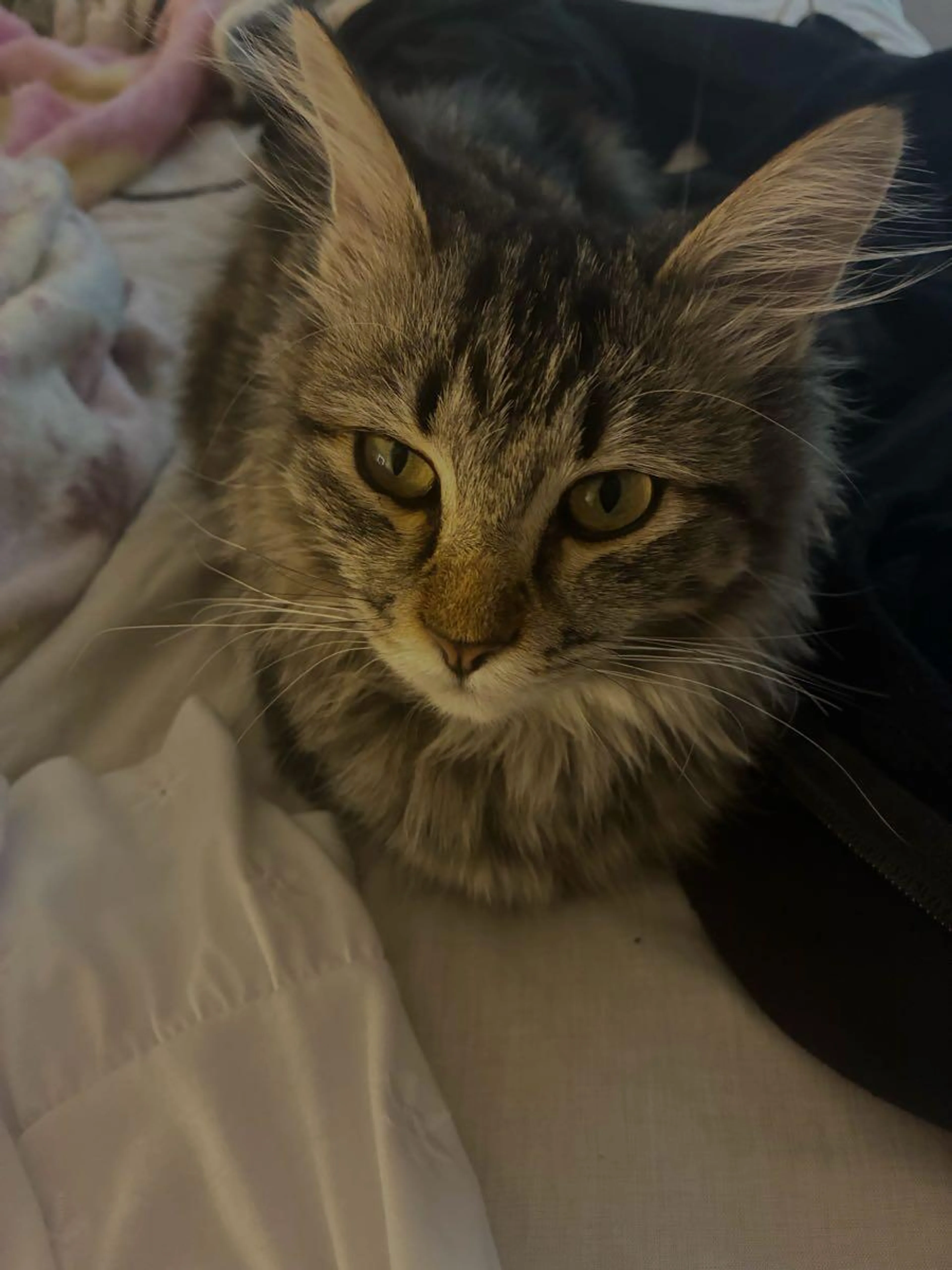 Lost pet