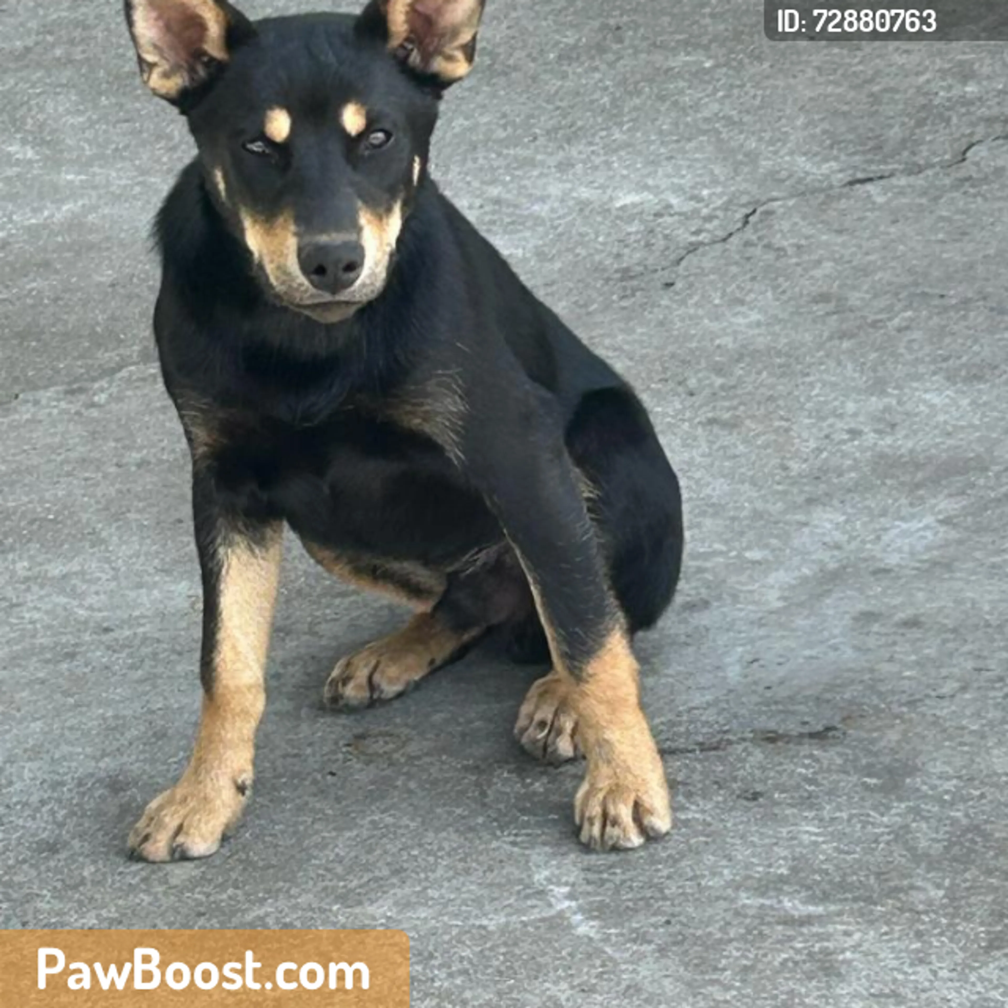 Found pet
