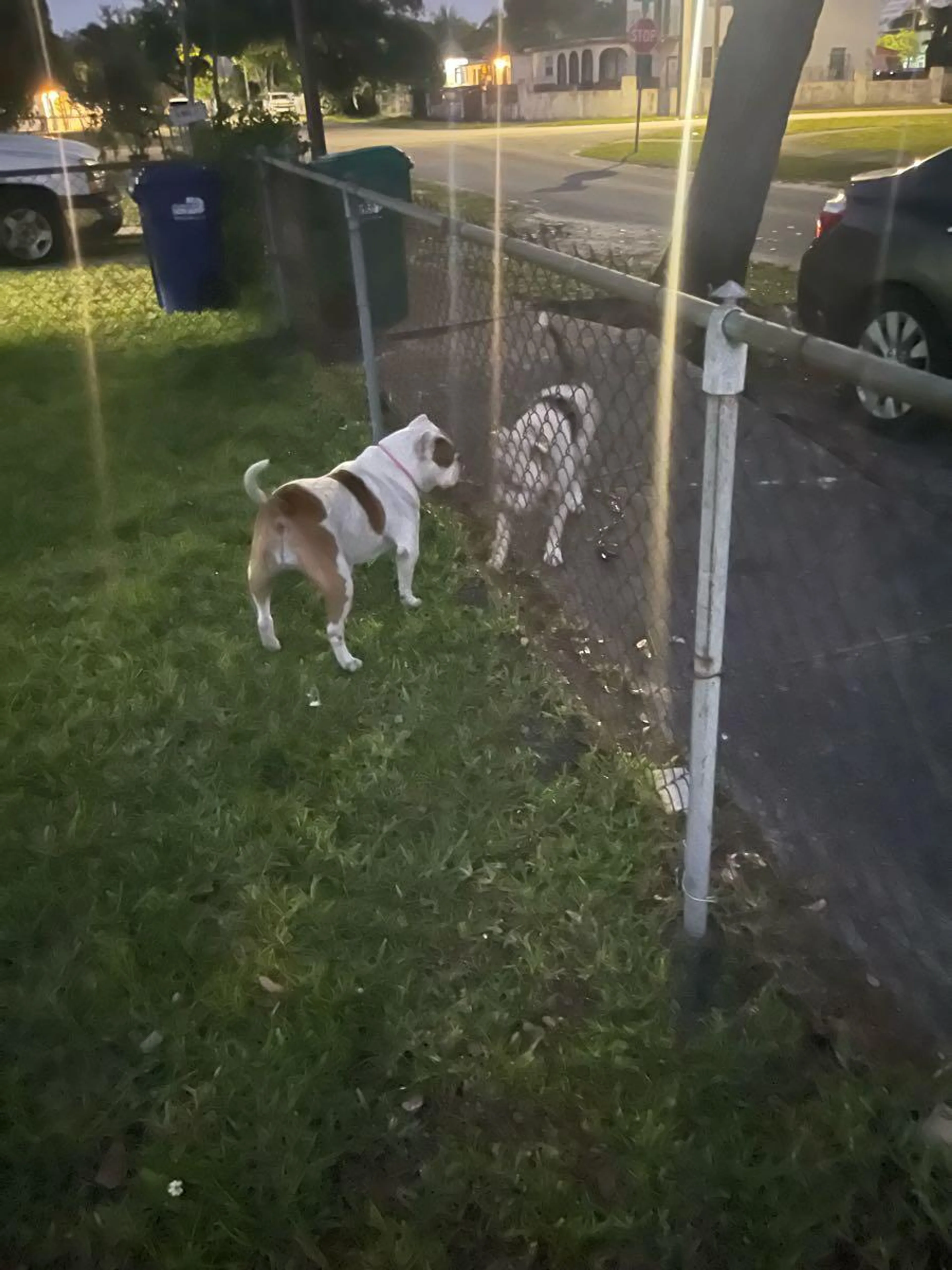 Lost pet