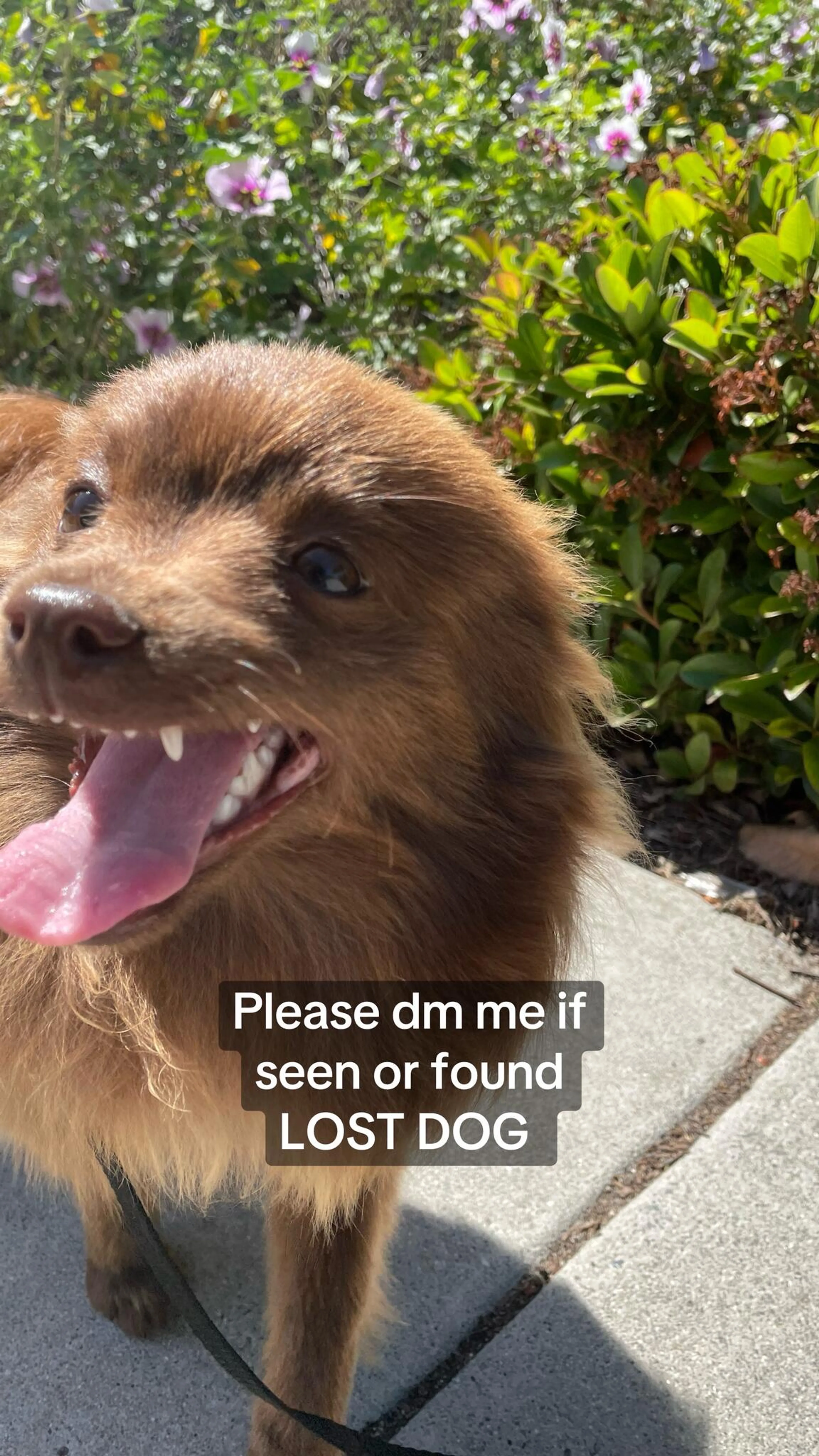 Lost pet