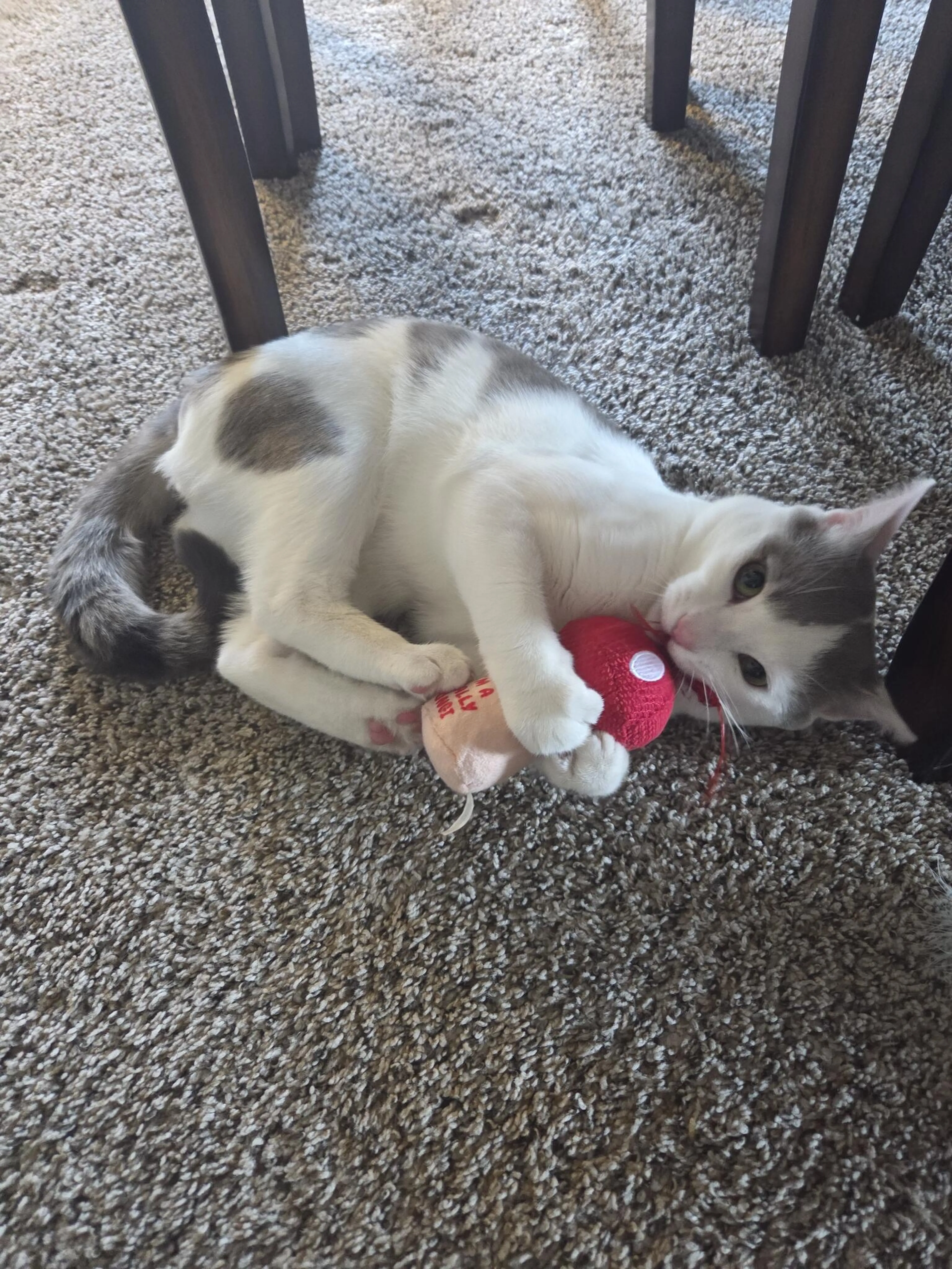Found pet