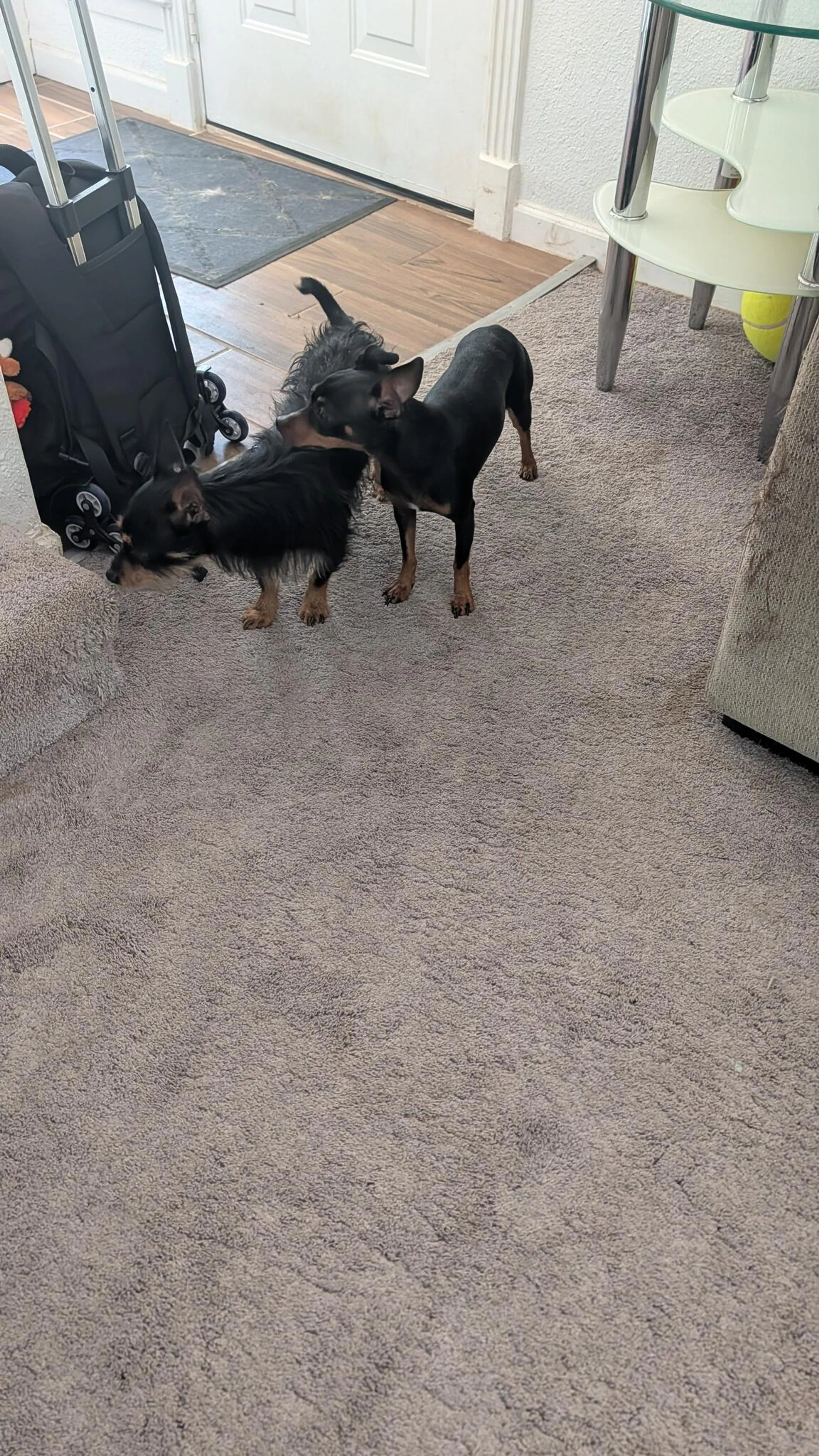 Found pet