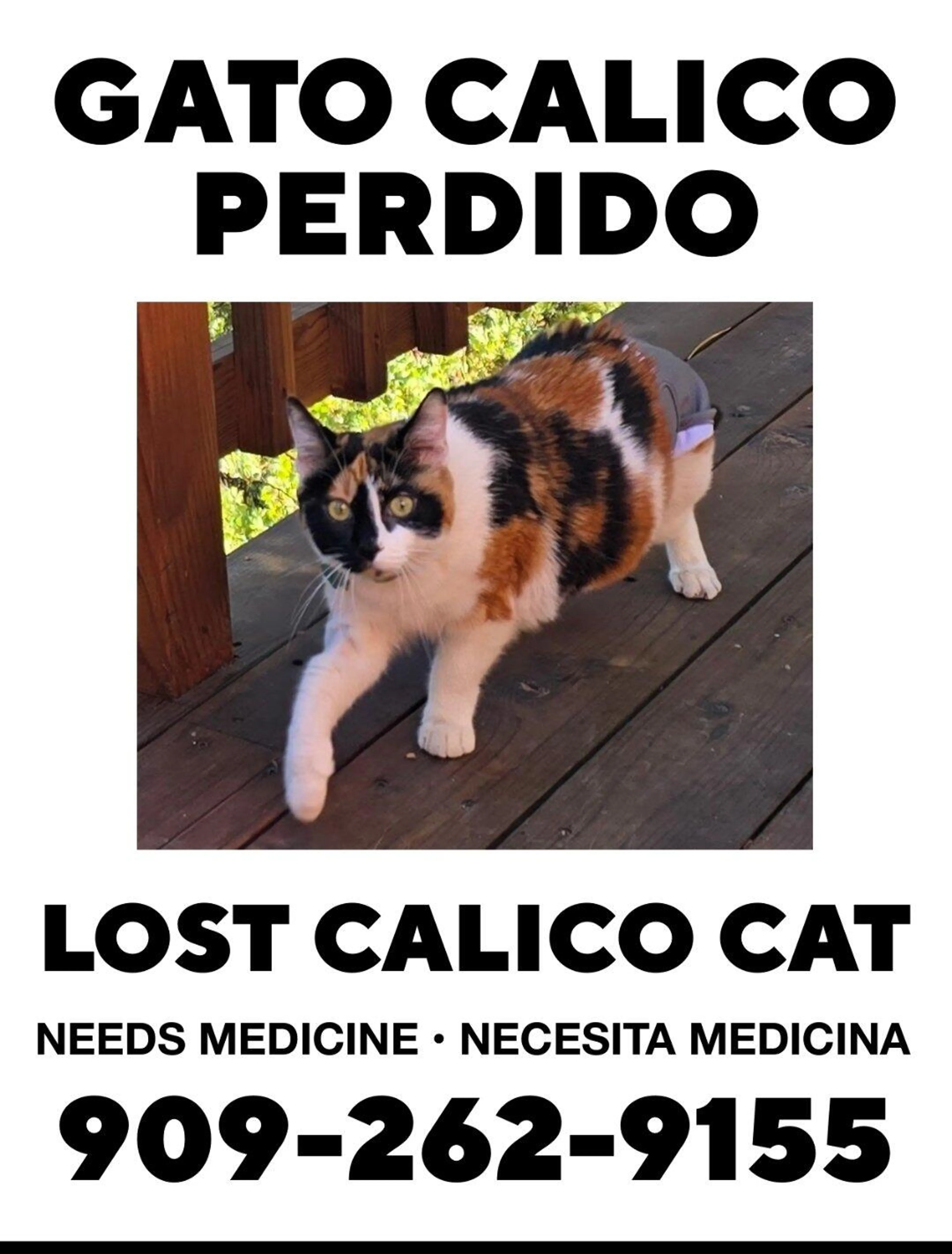 Lost pet