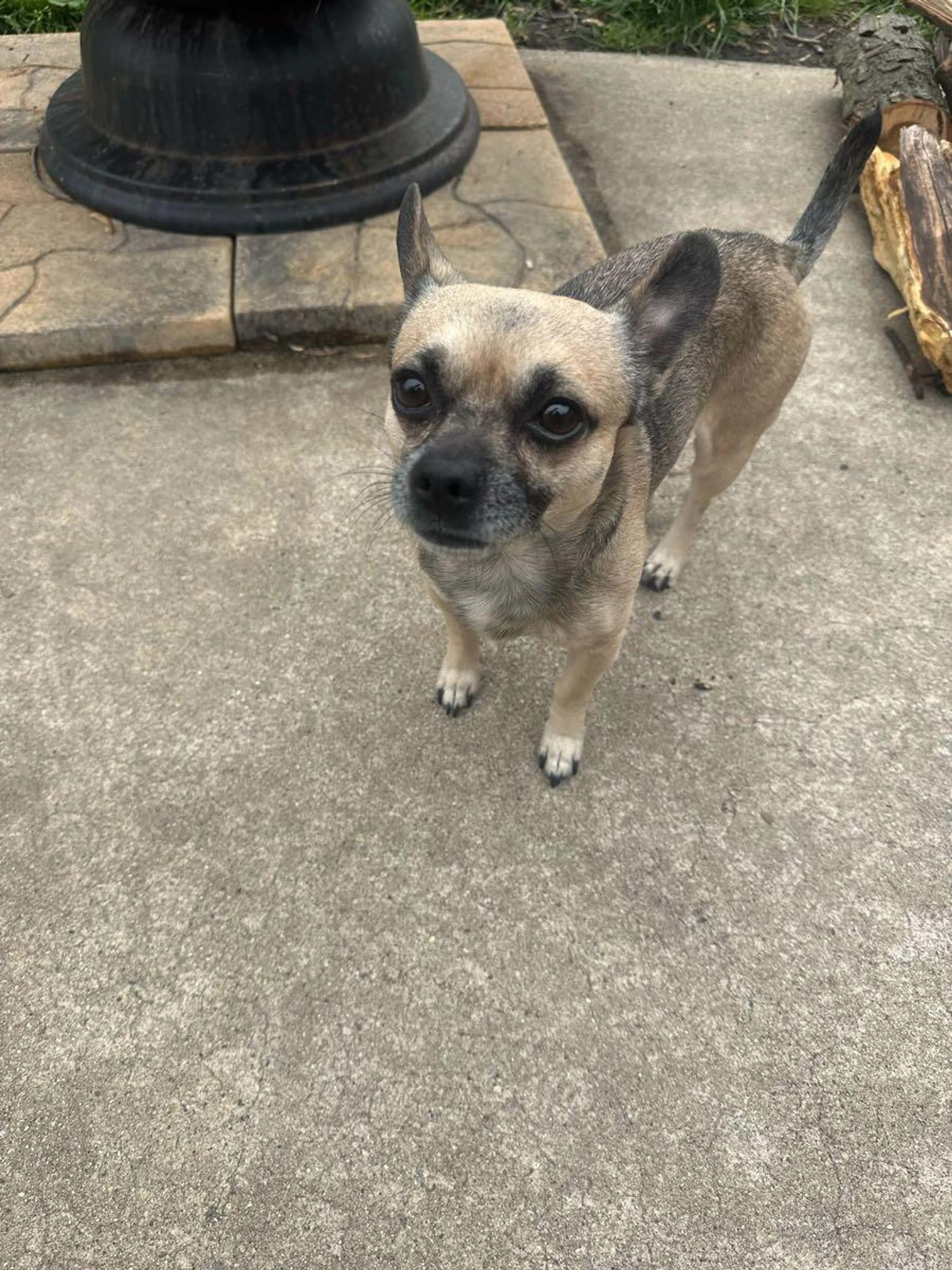 Found pet