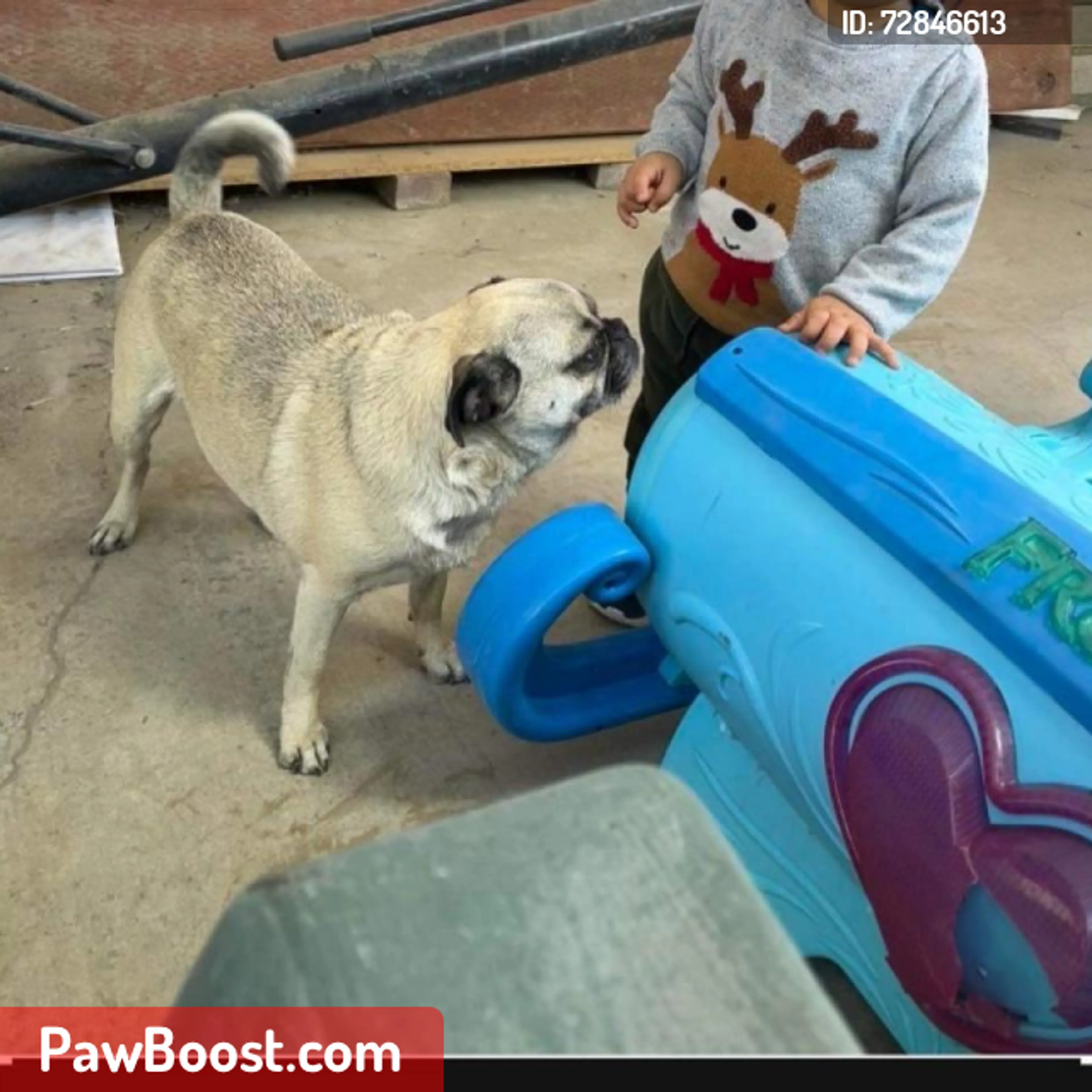 Lost pet