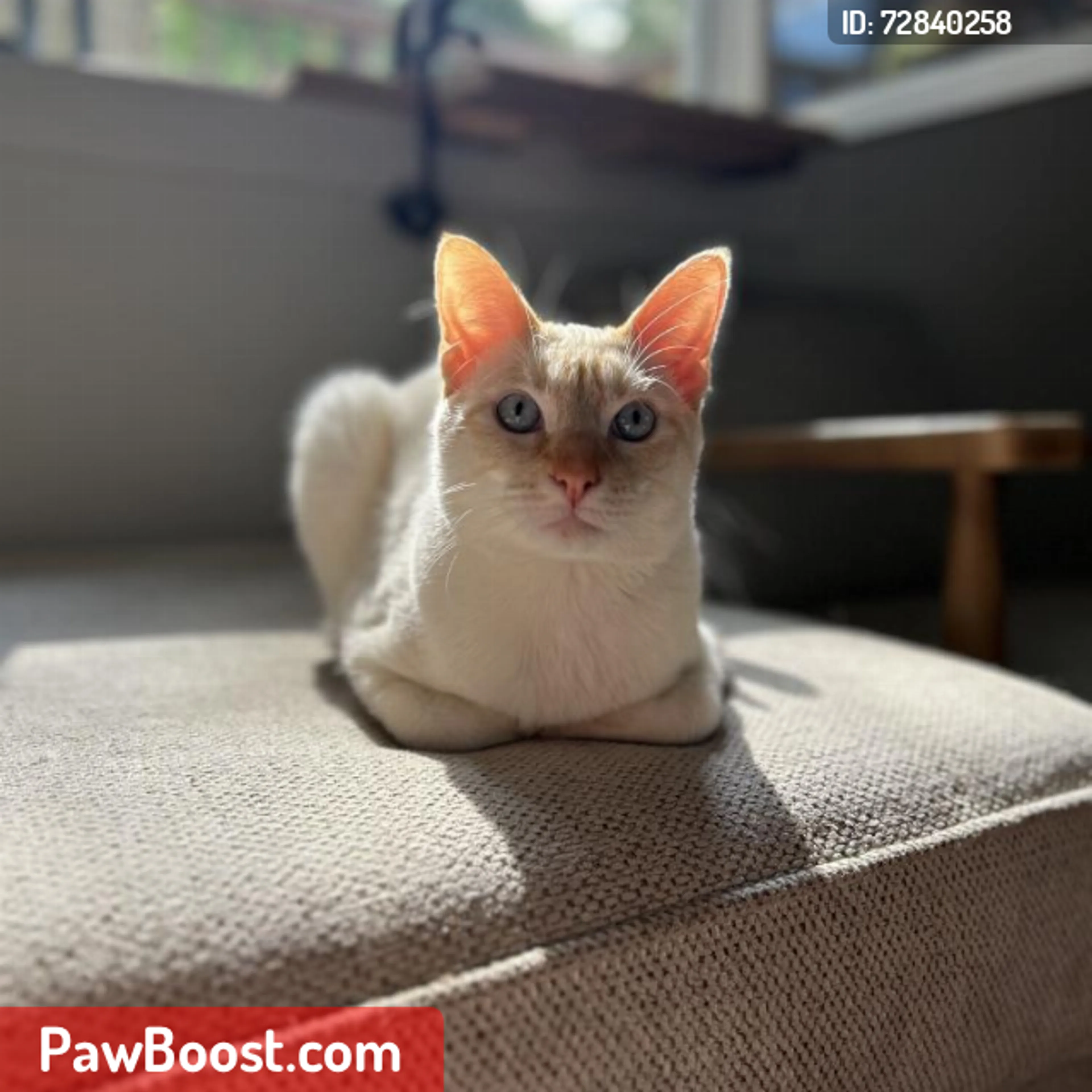 Lost pet