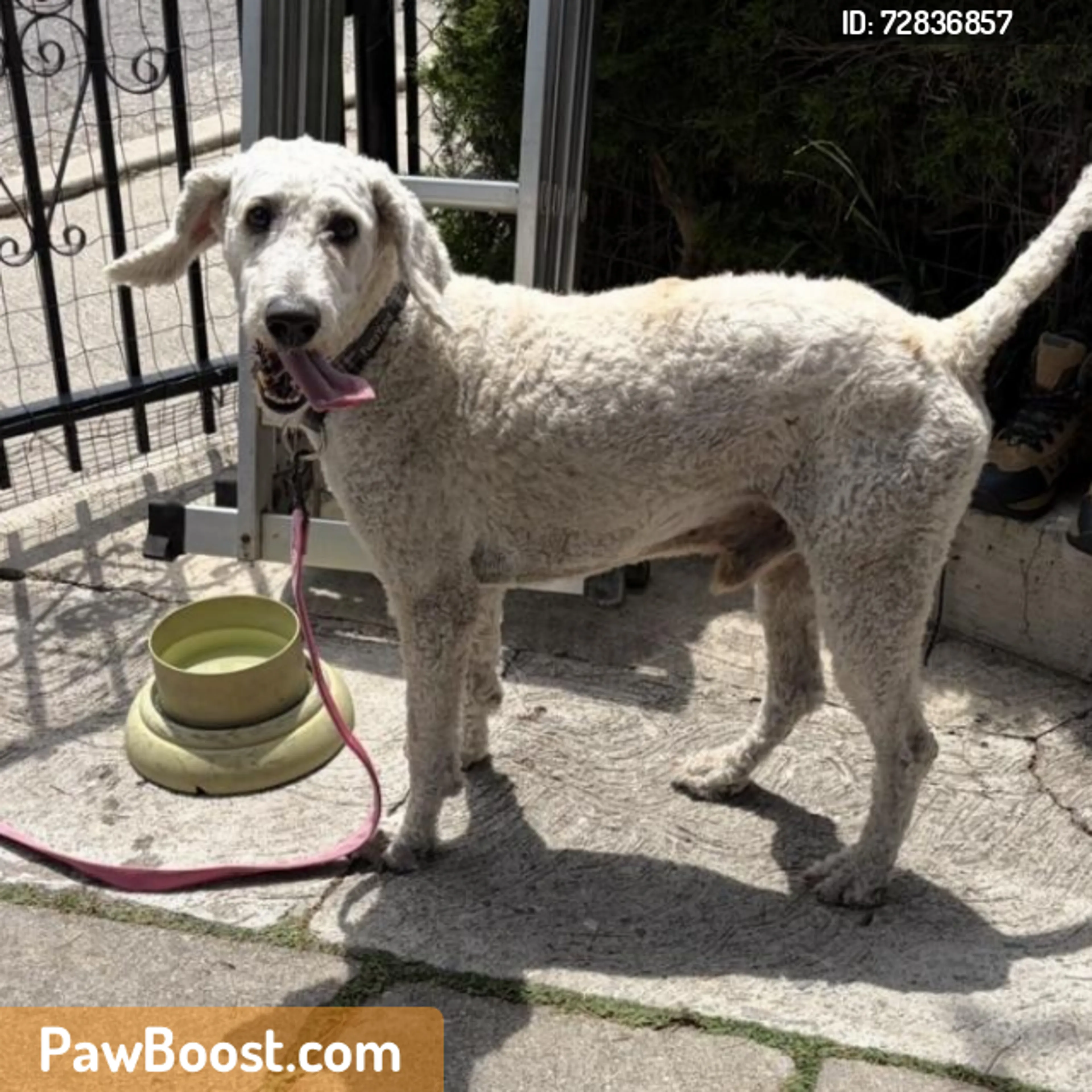 Found pet
