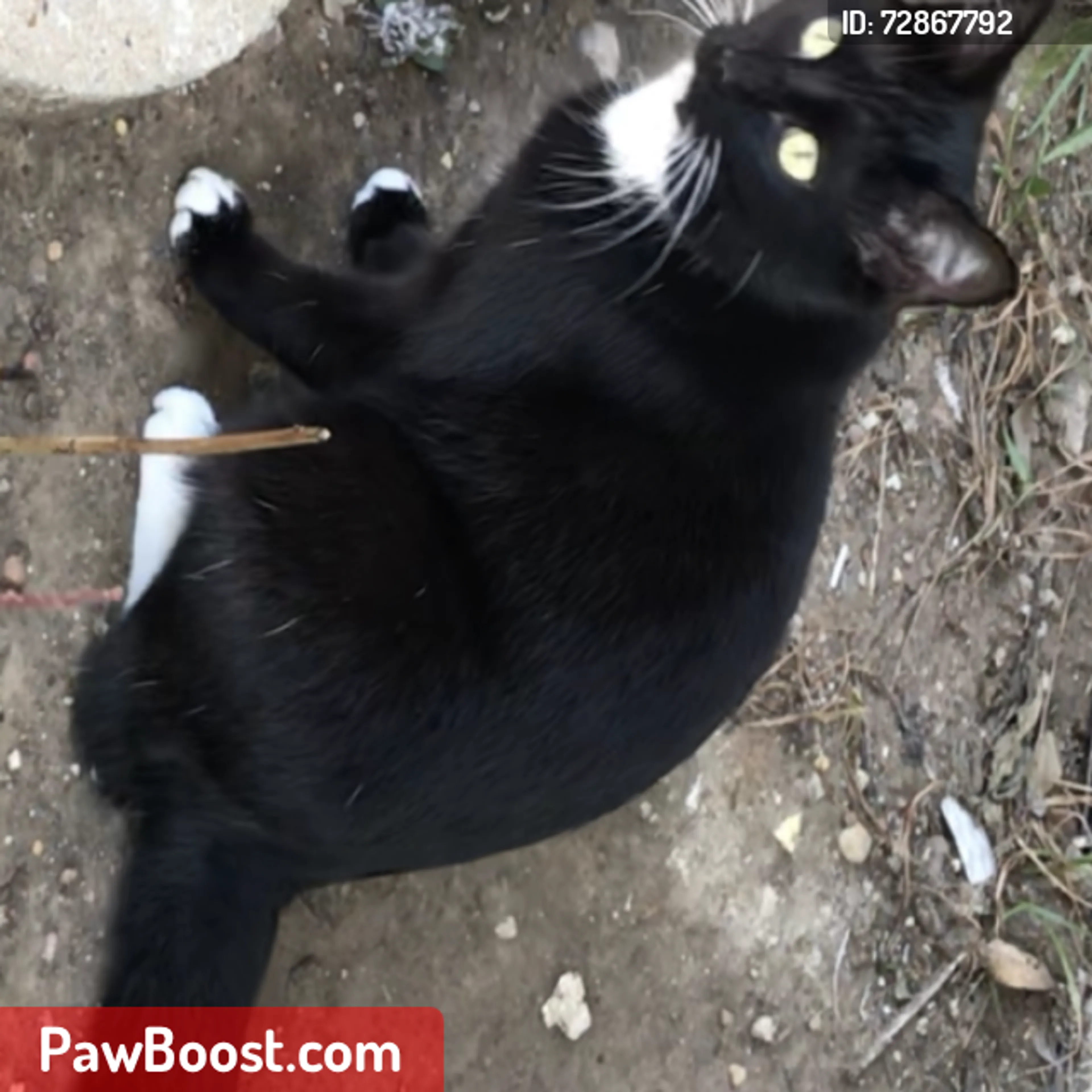 Lost pet