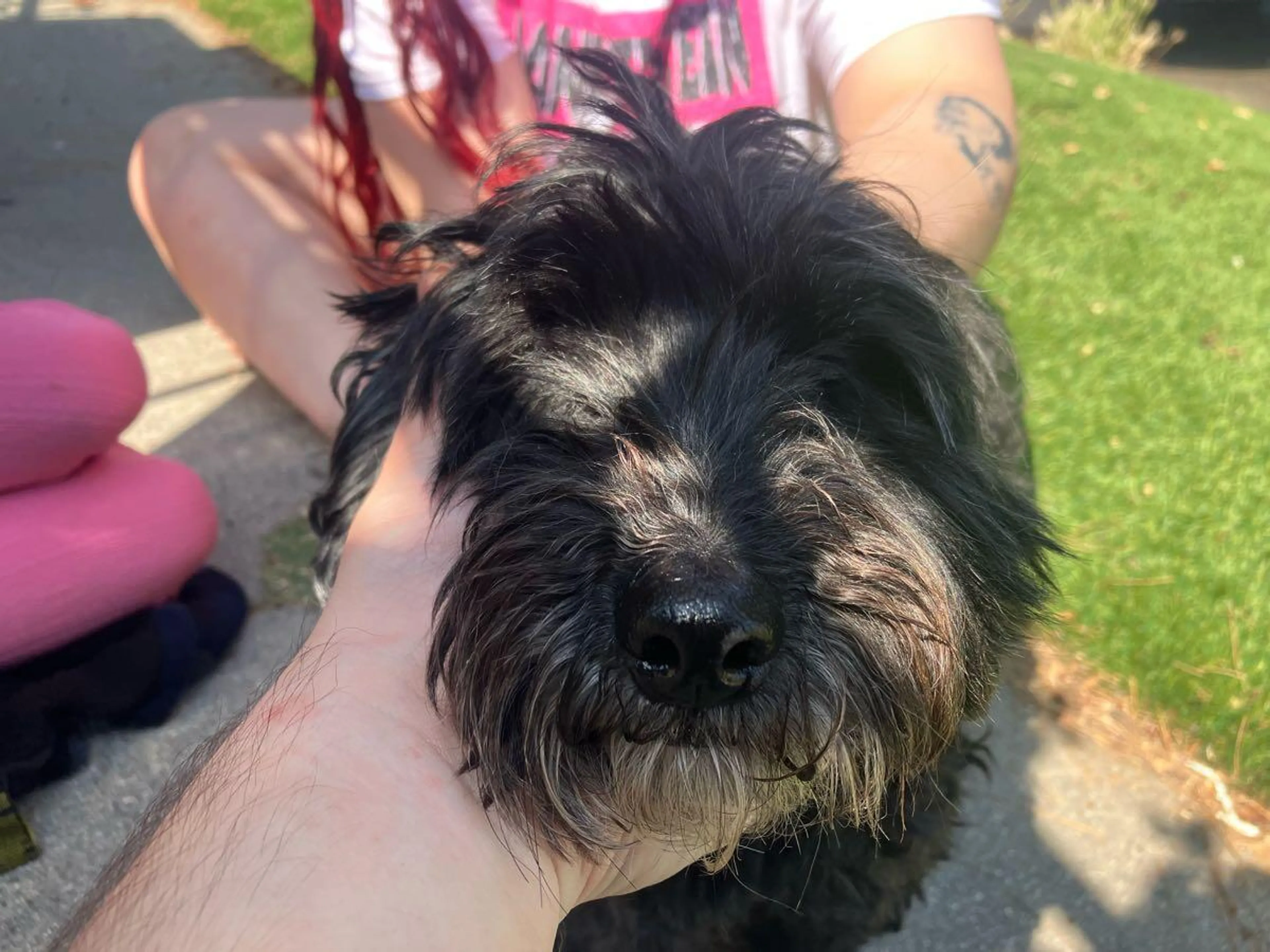 Found pet