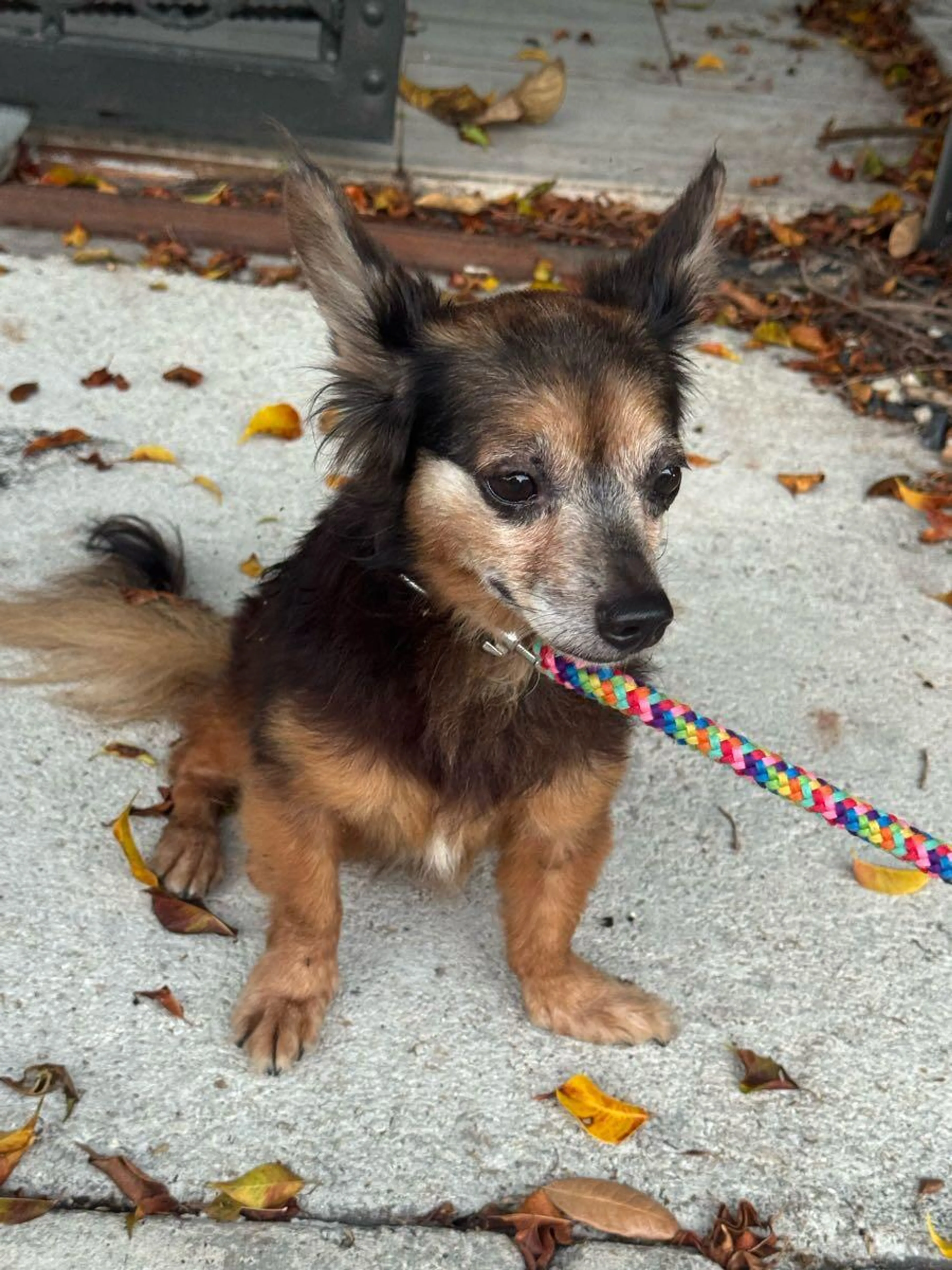 Found pet