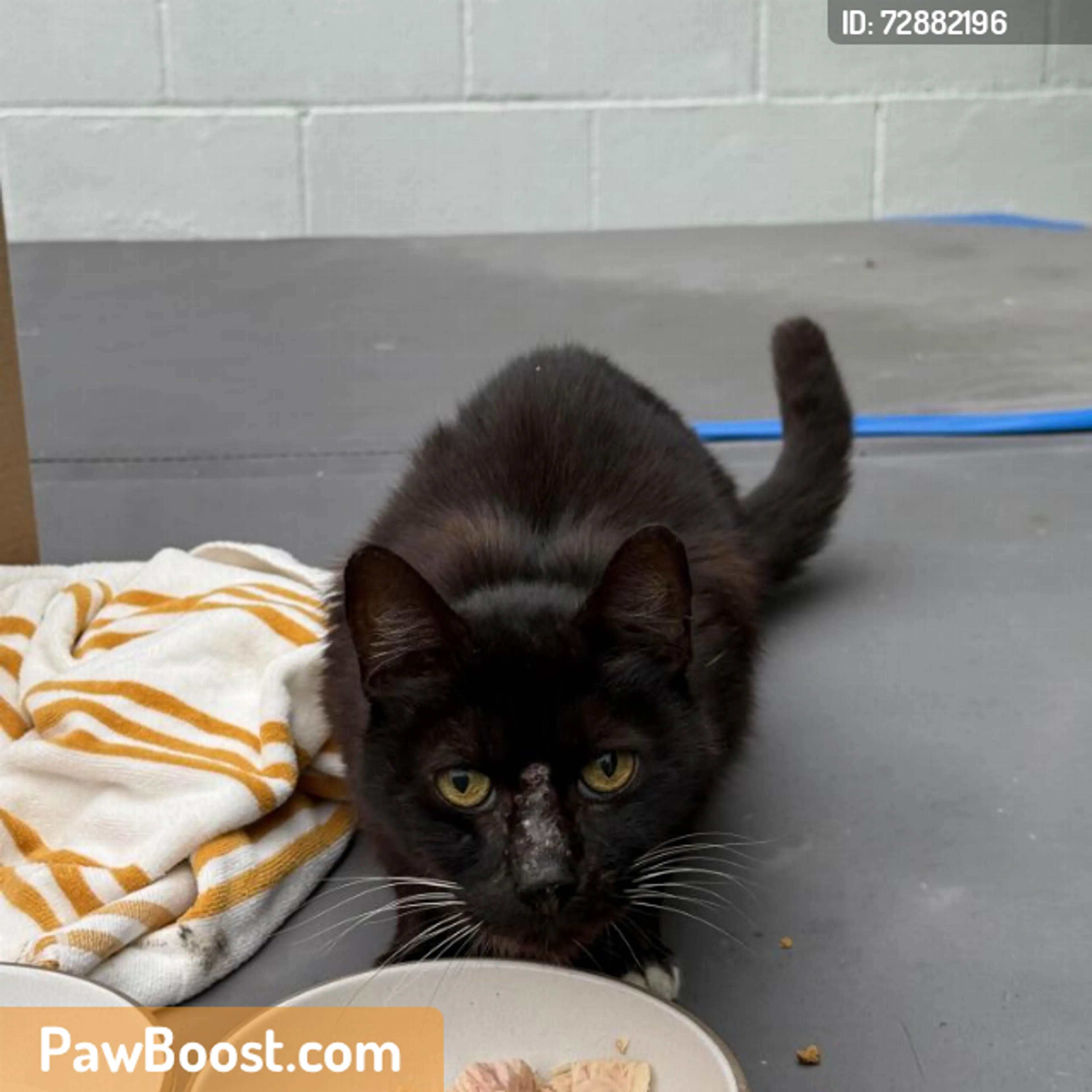 Found pet