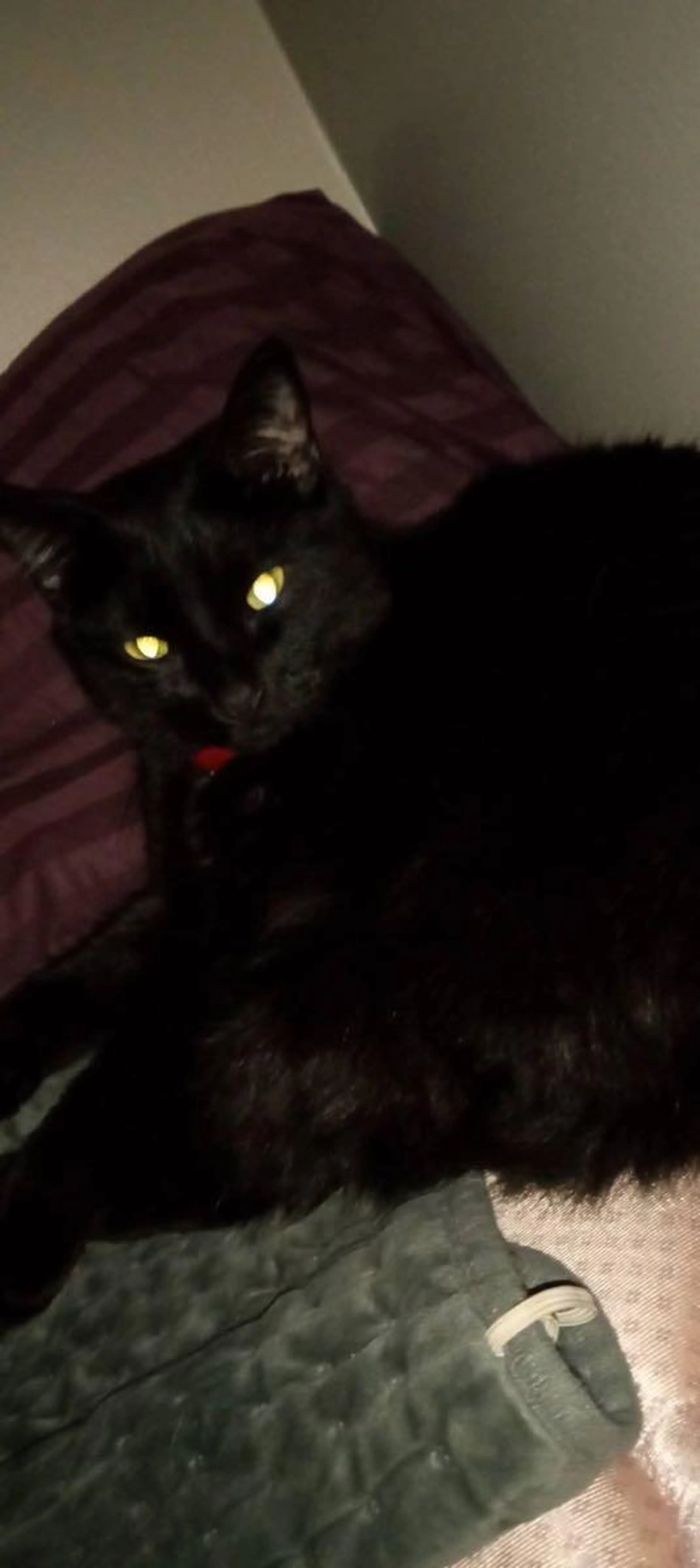 Lost pet