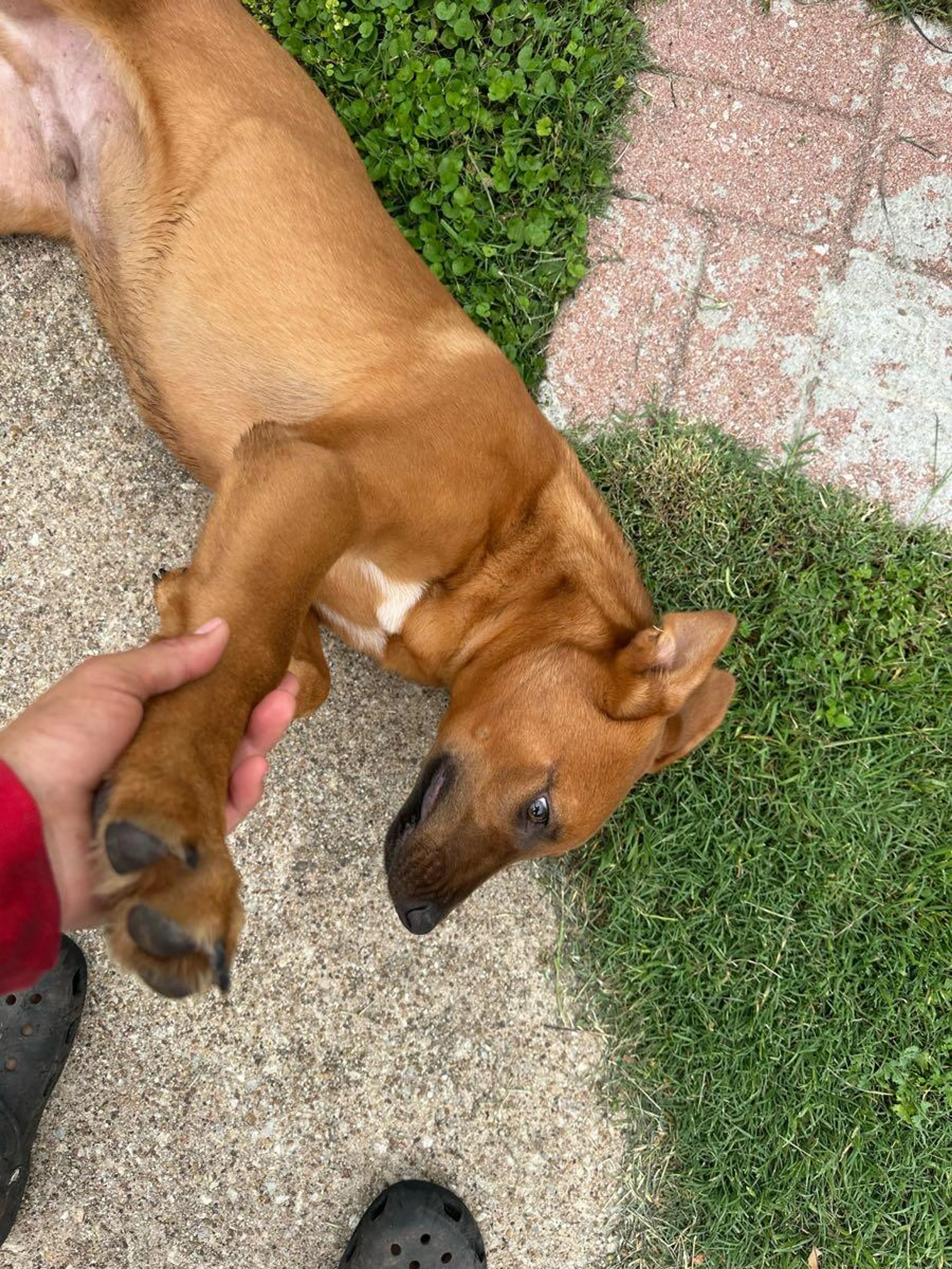 Found pet