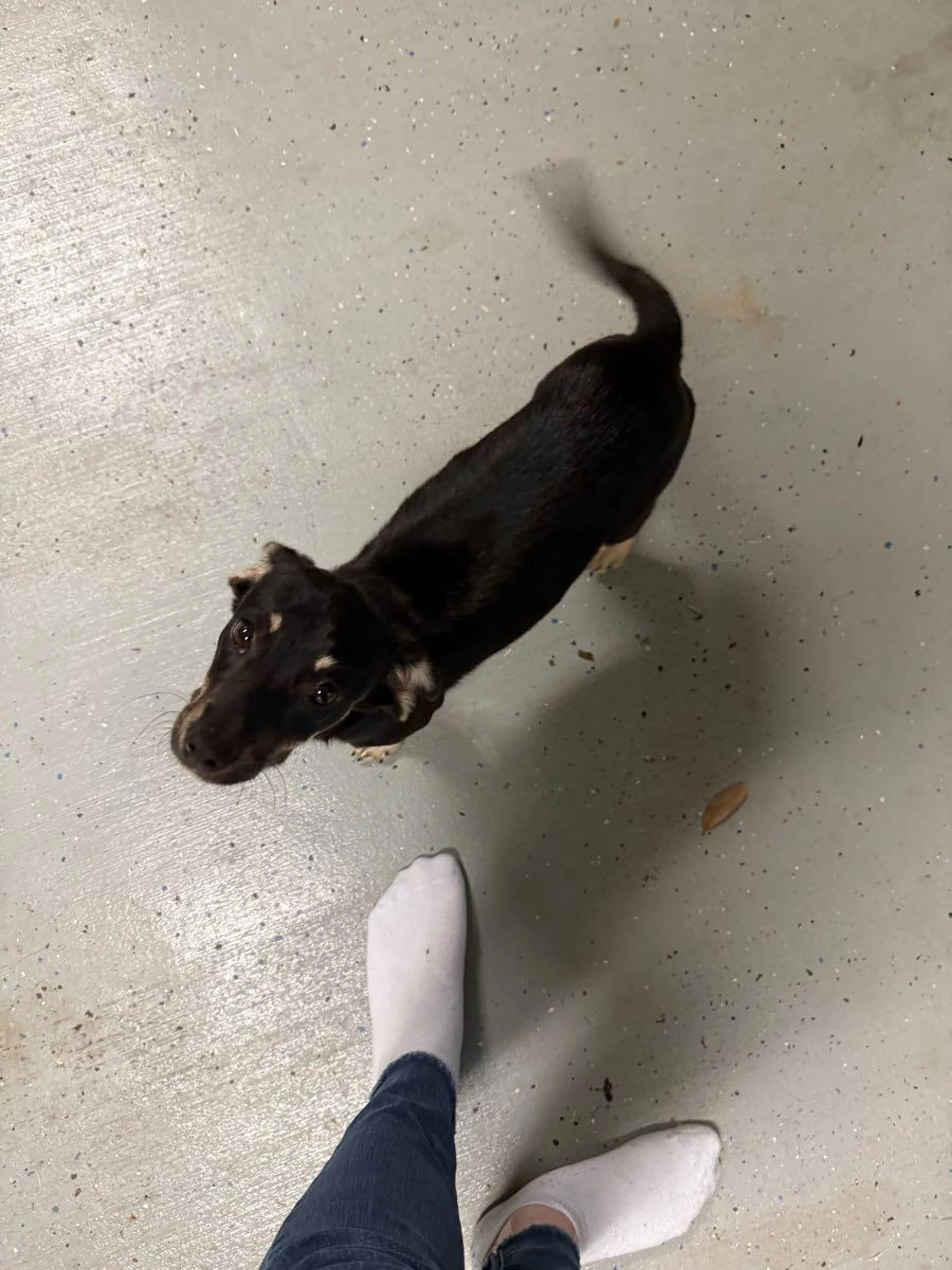 Found pet