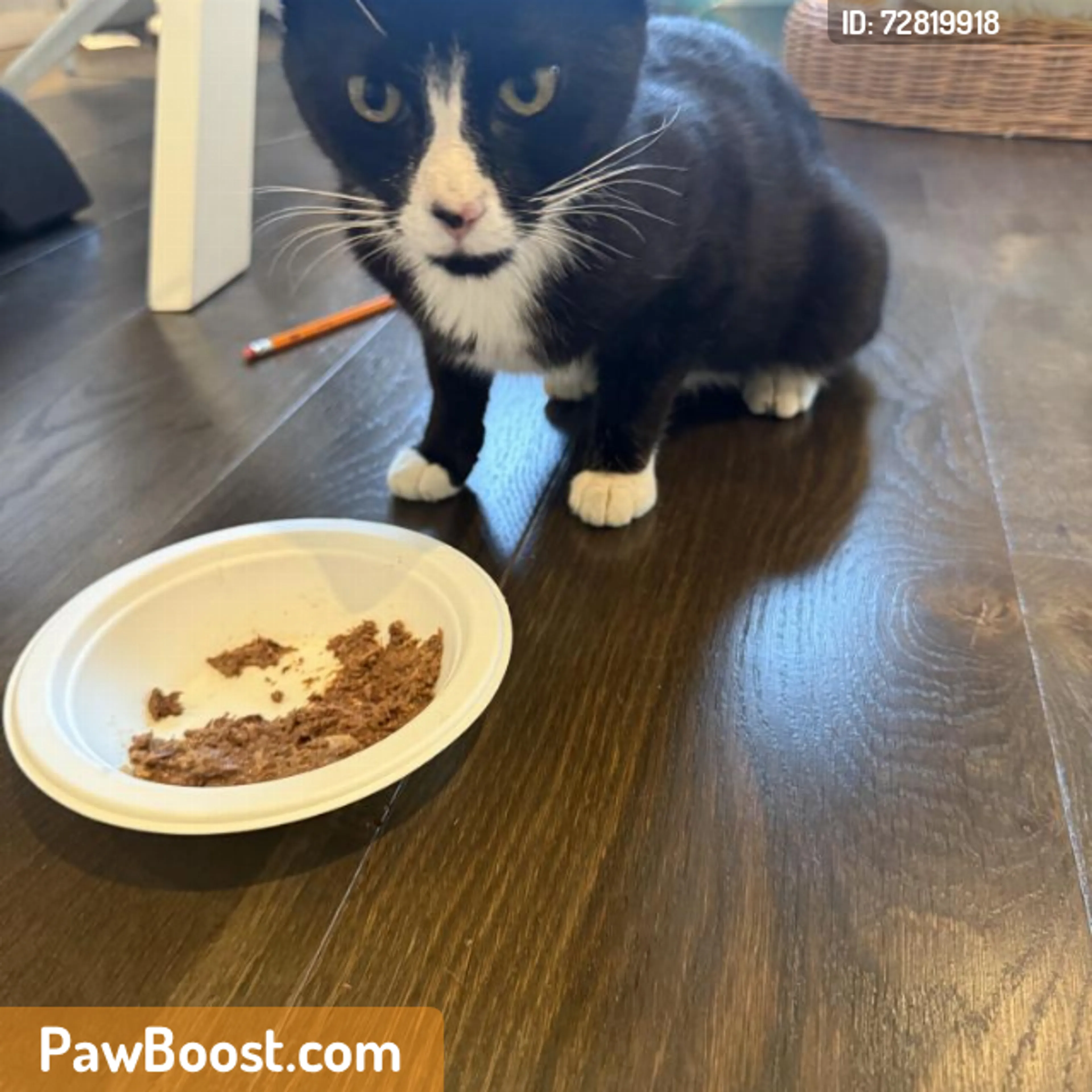 Found pet