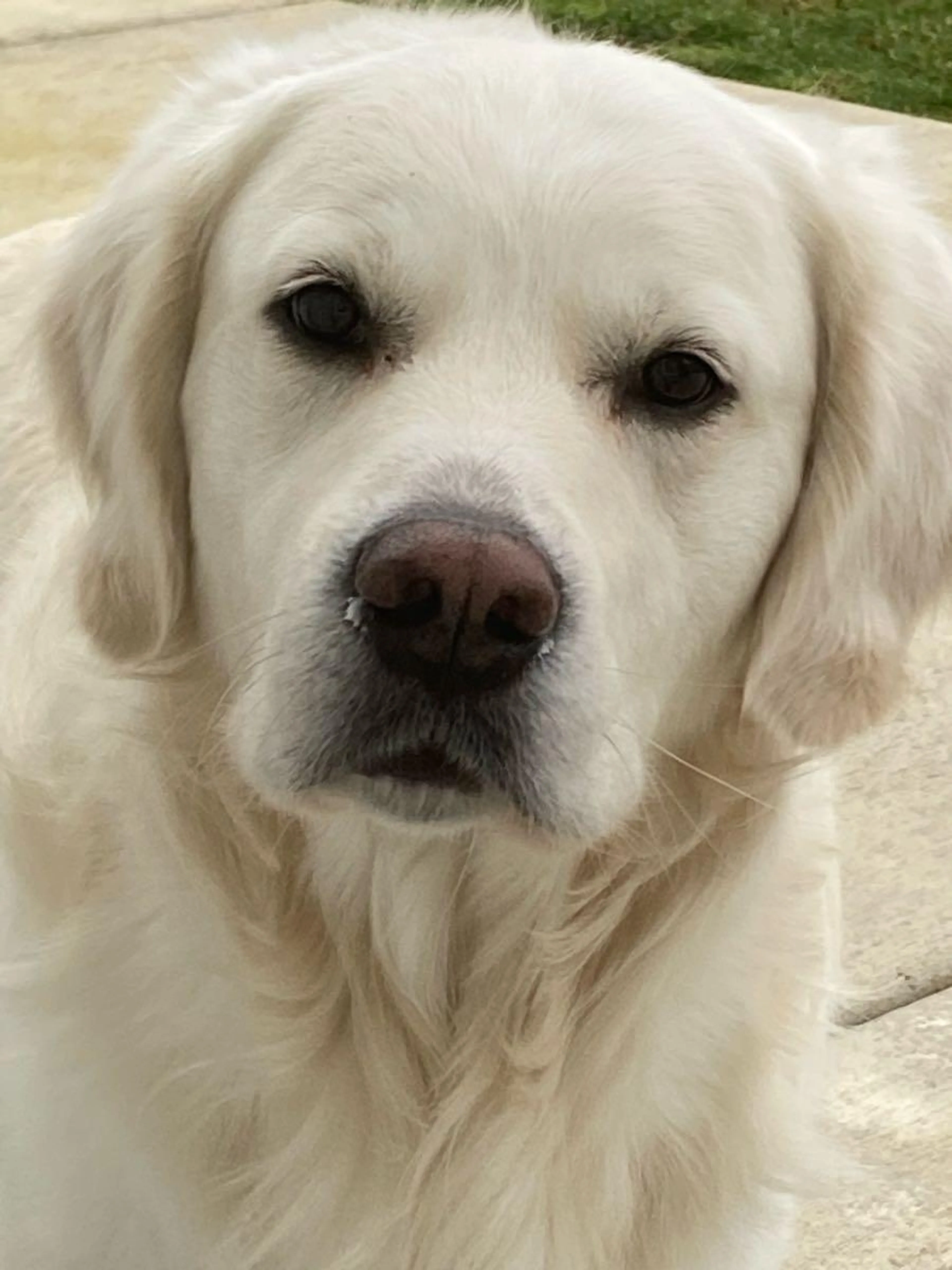 Lost pet