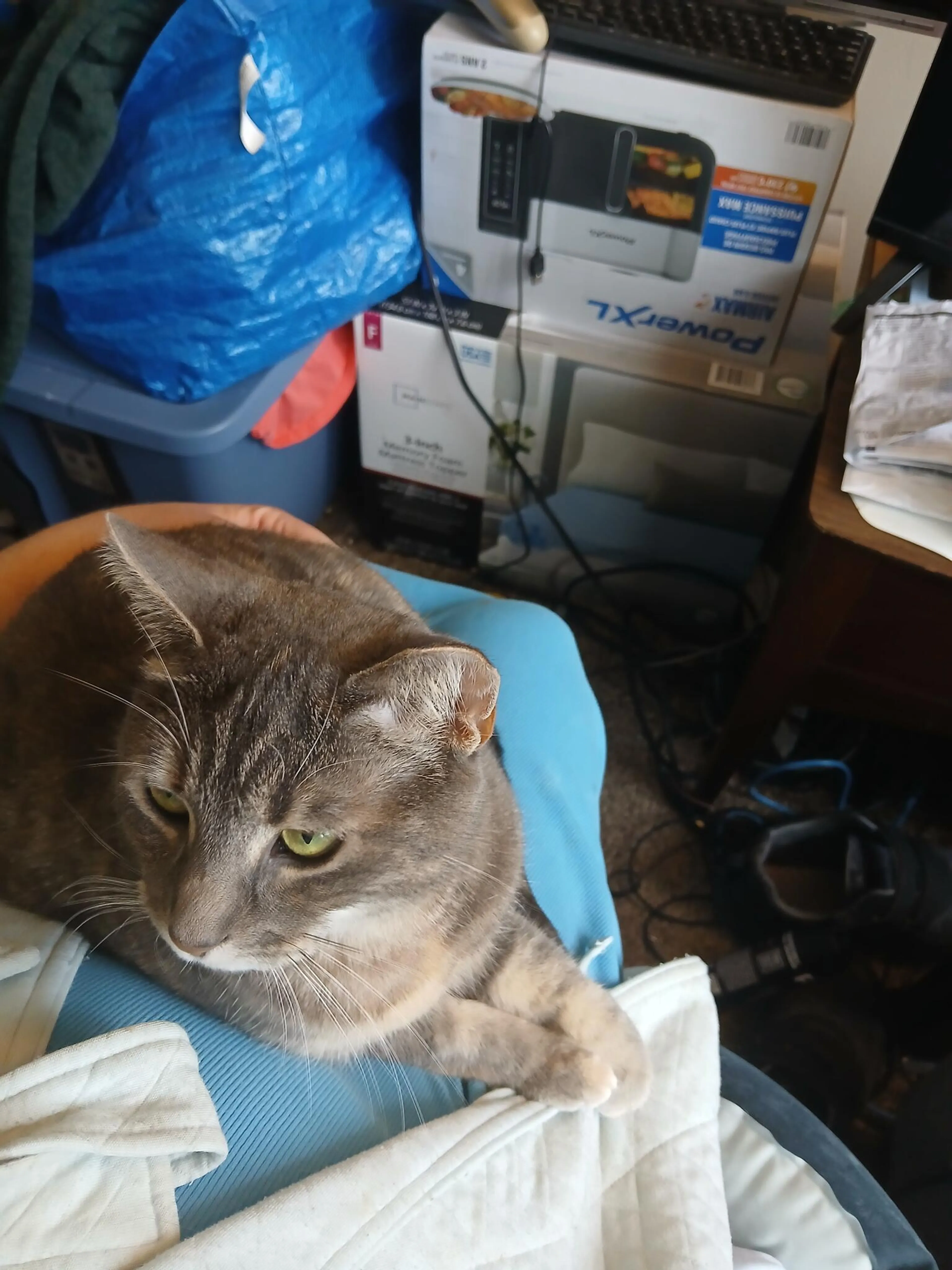Lost pet