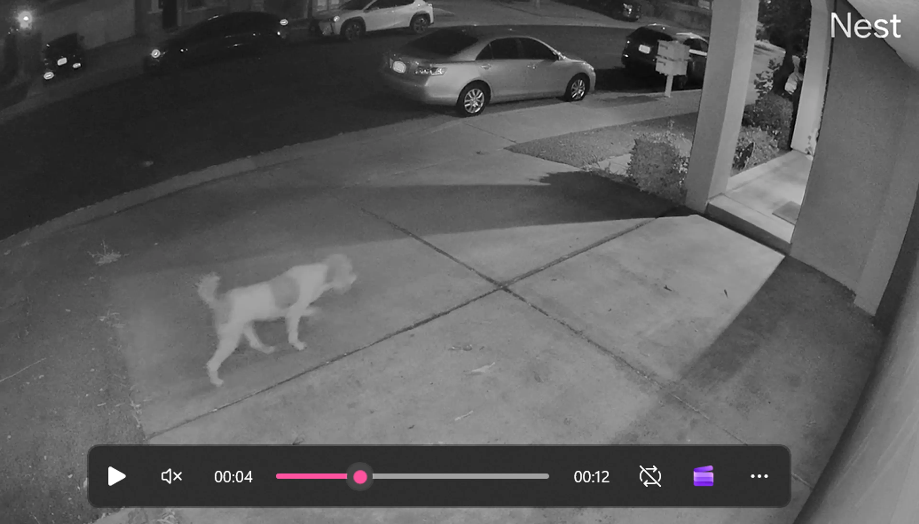 Found pet