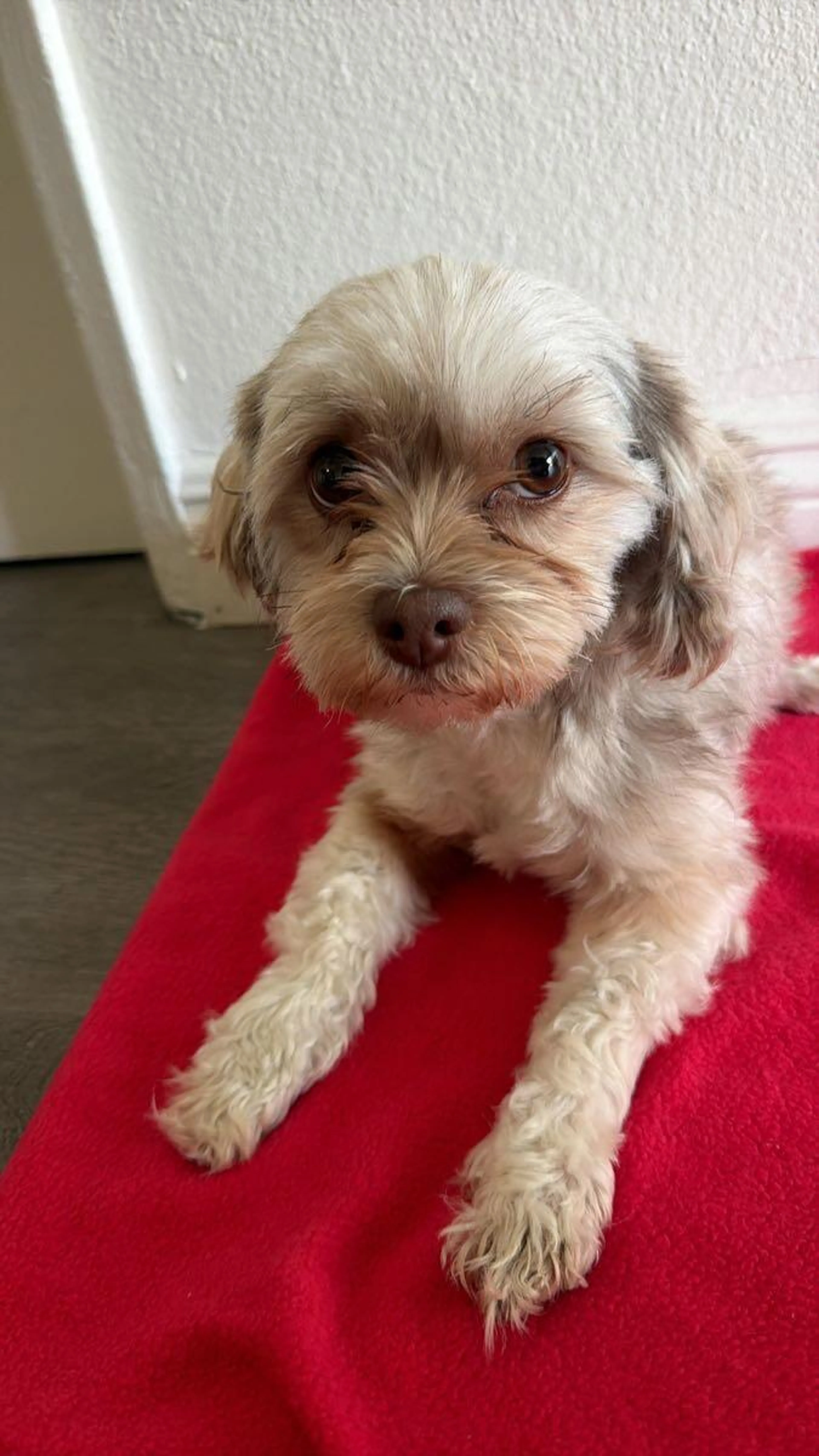Lost pet