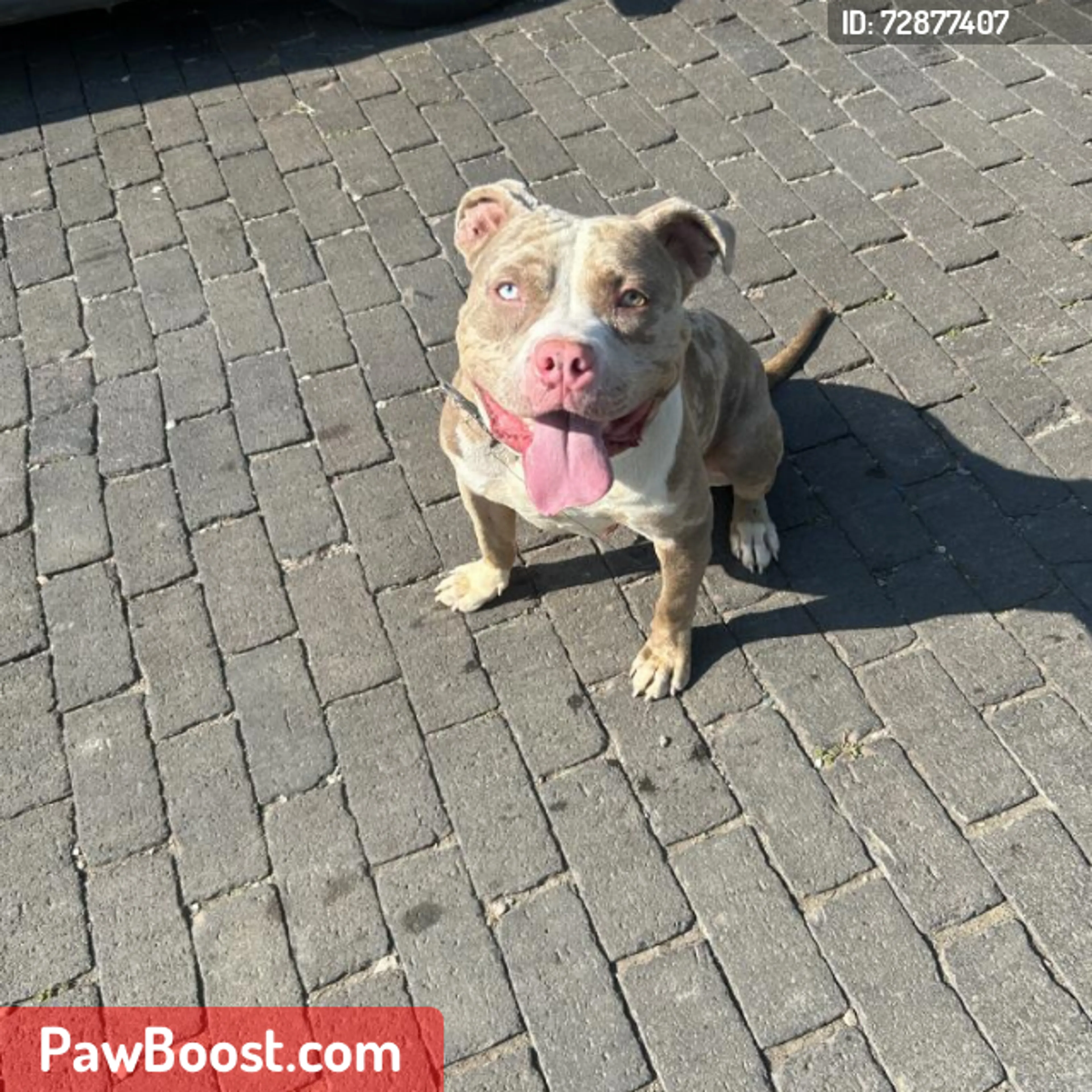 Lost pet