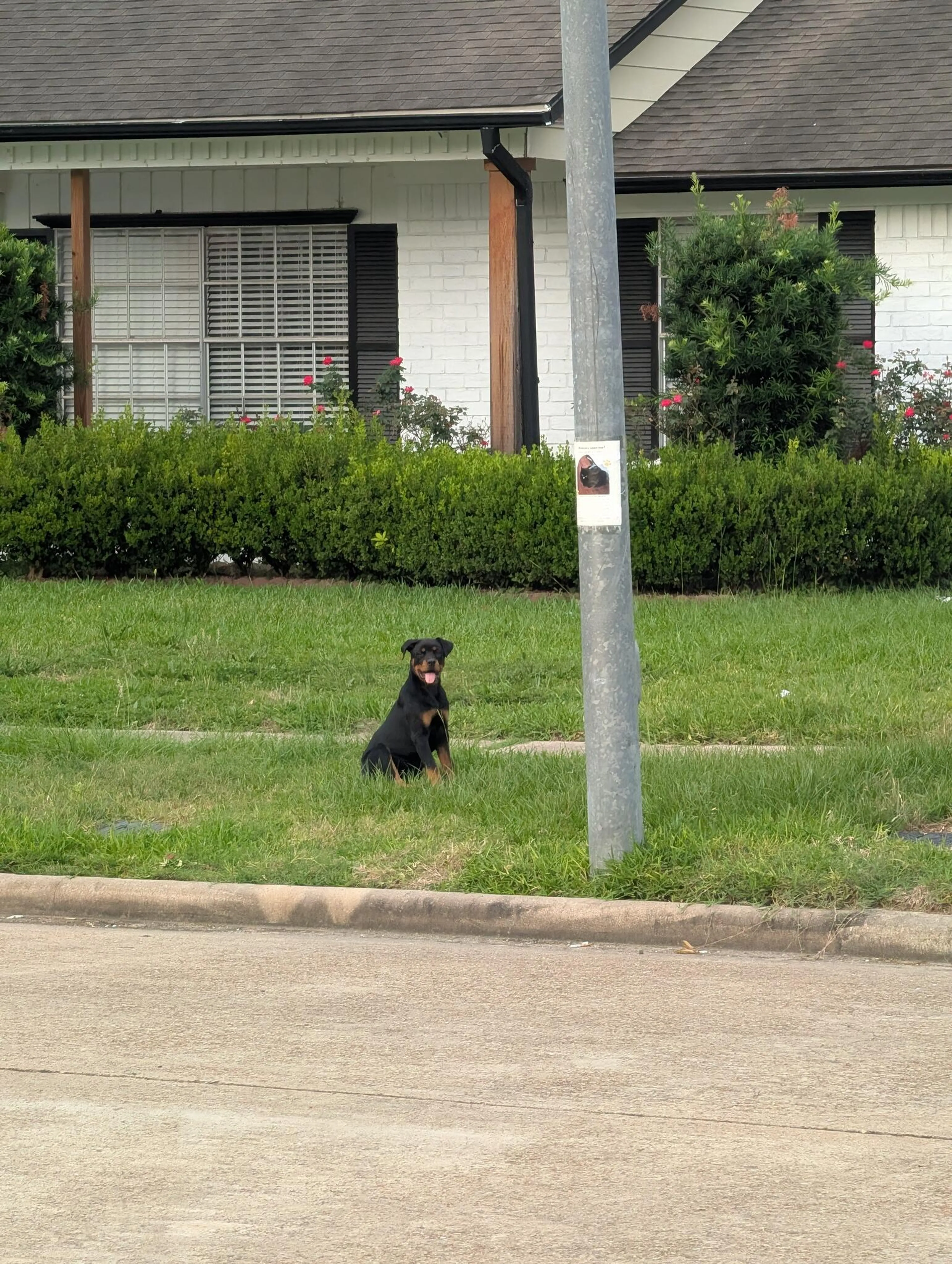 Found pet