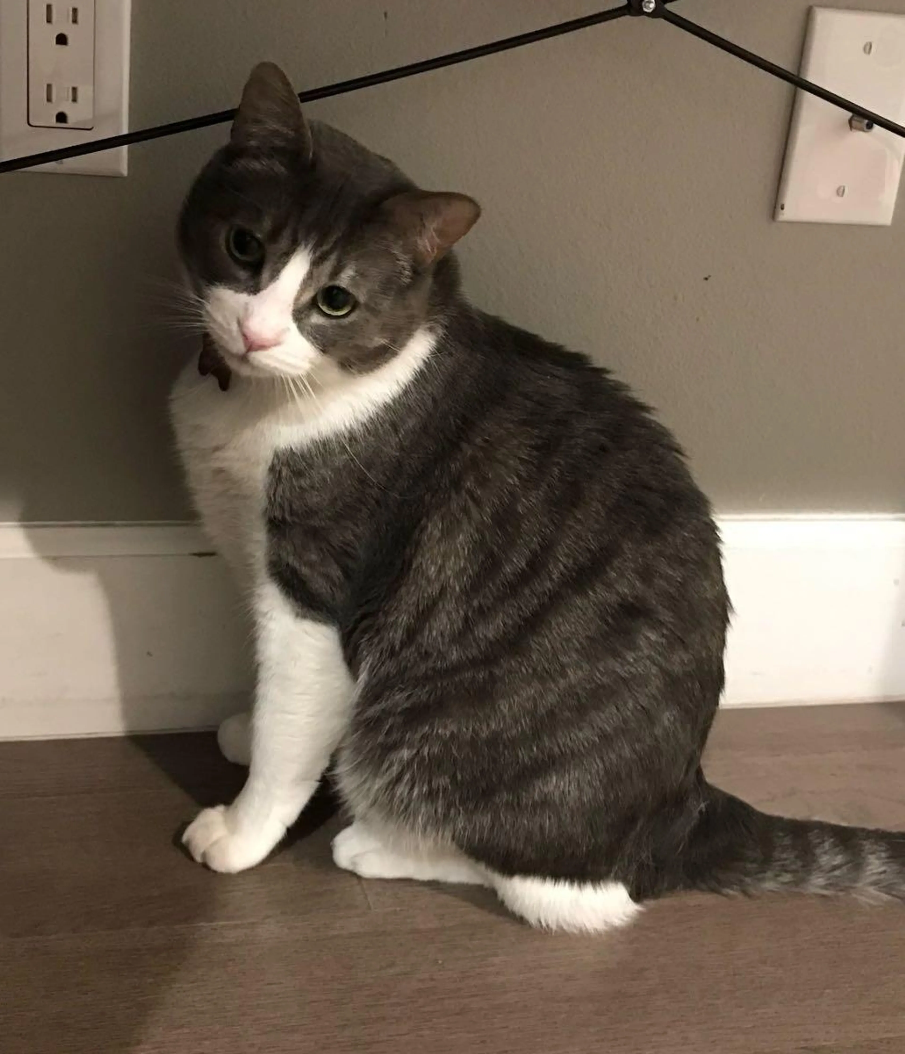 Lost pet