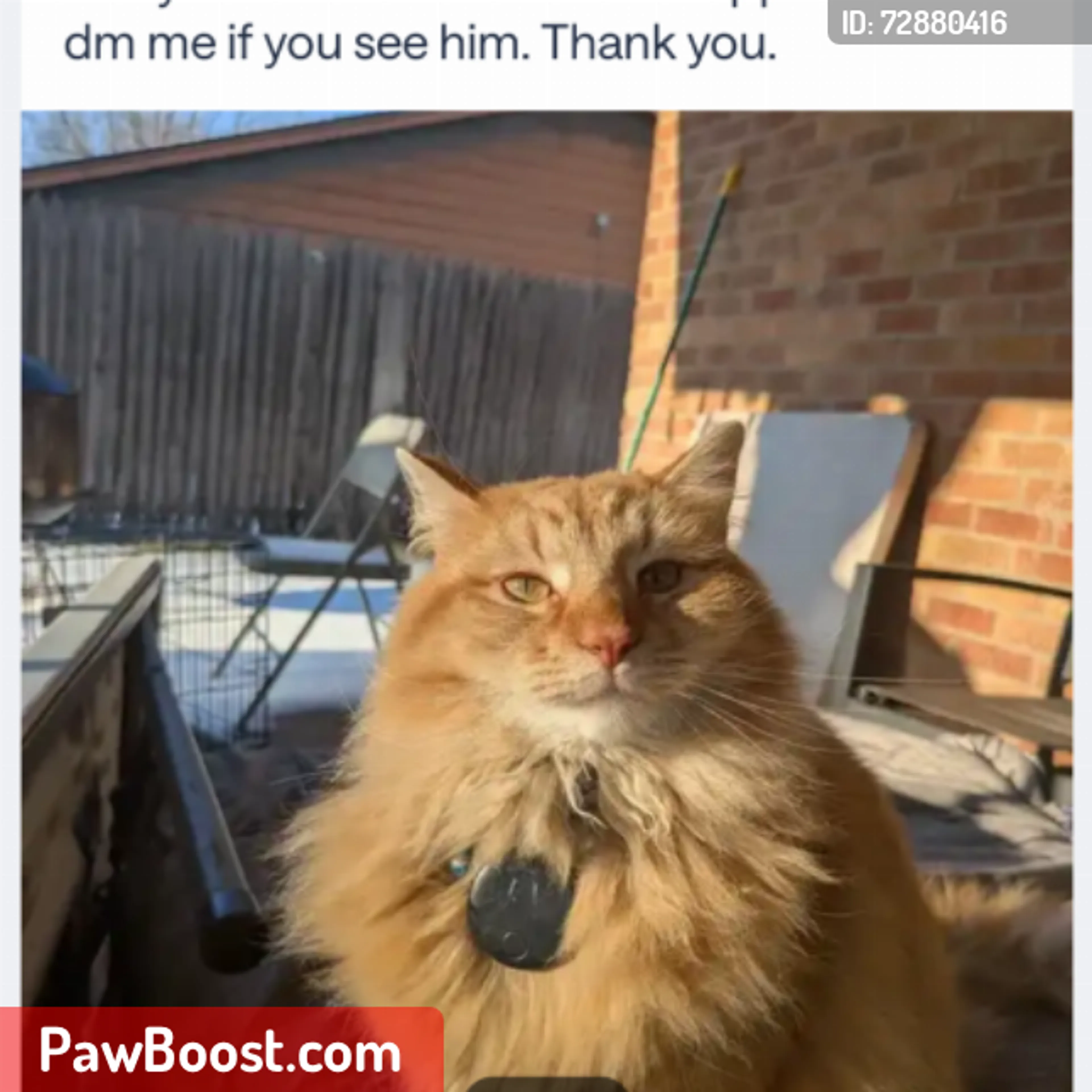 Lost pet