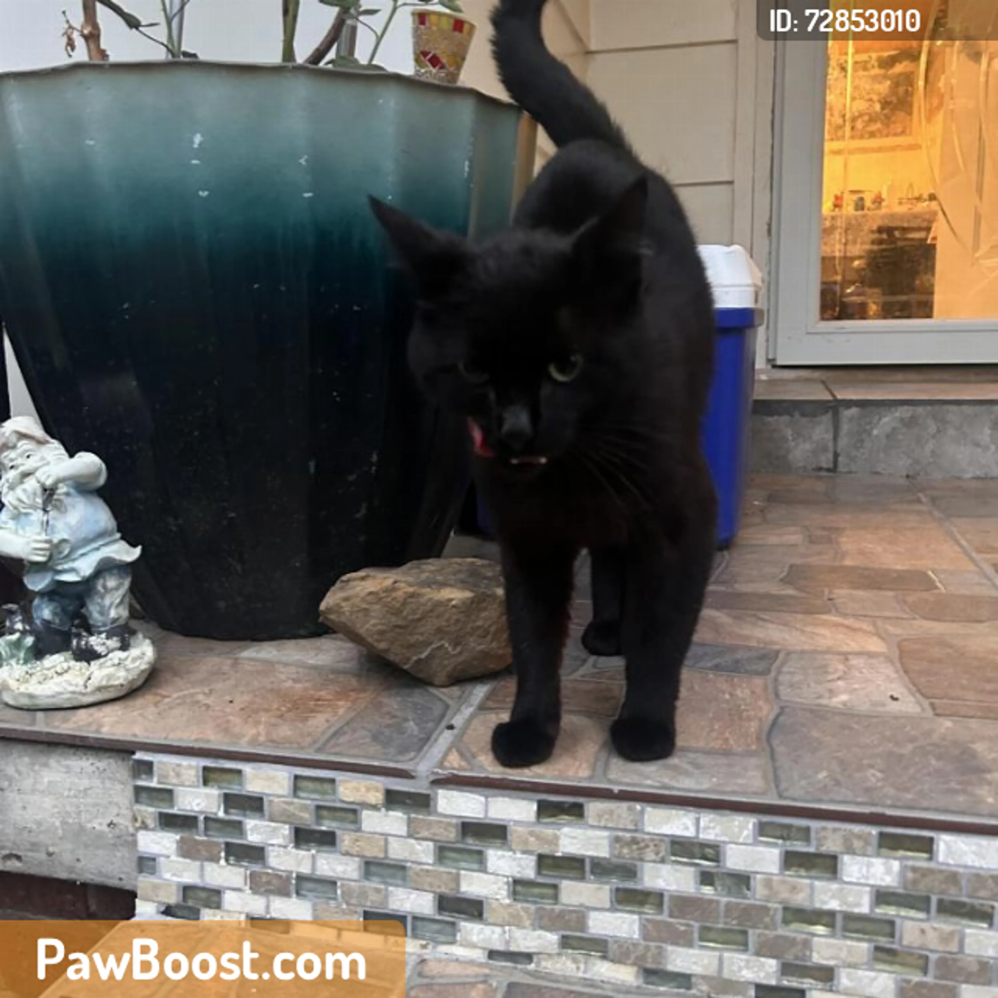 Found pet