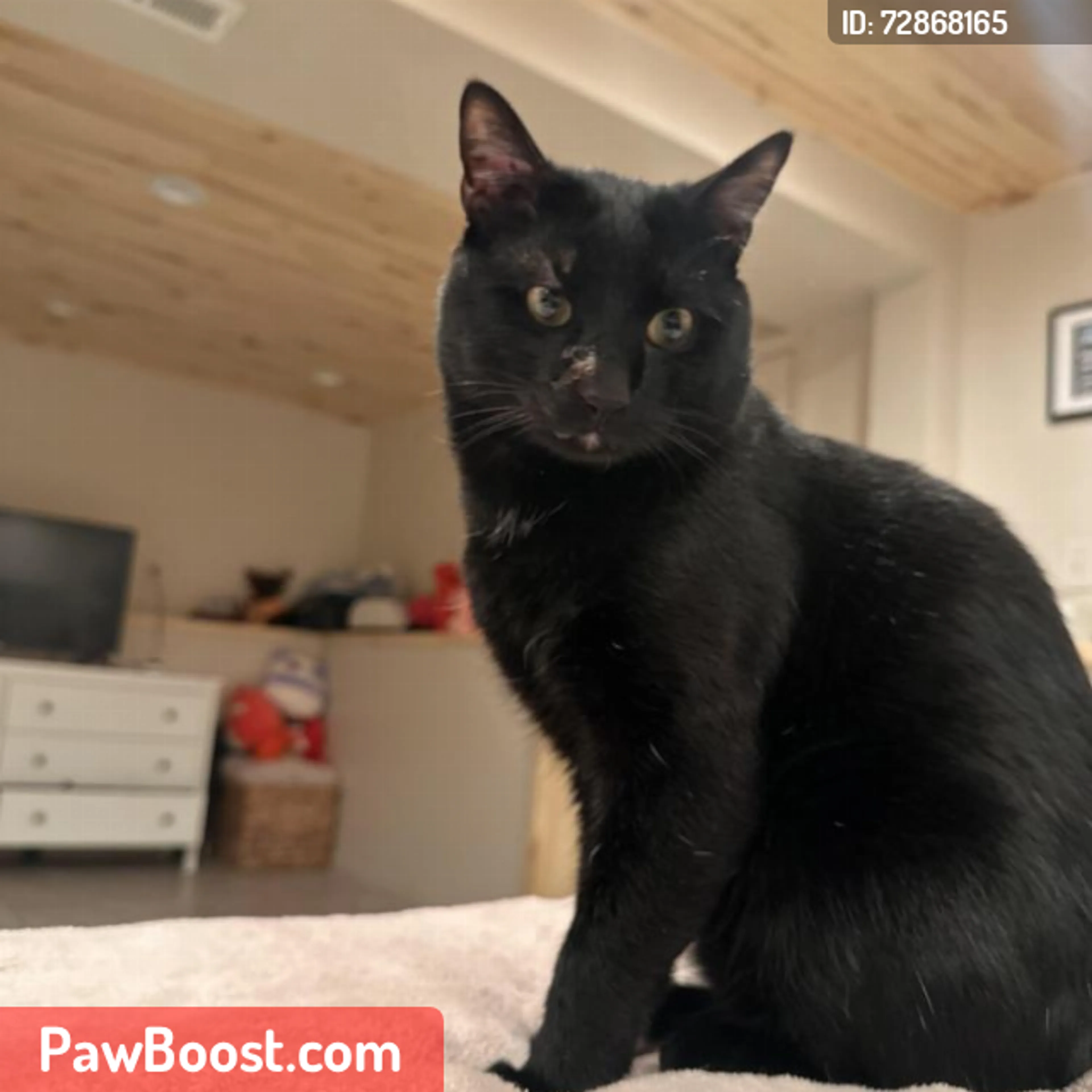Lost pet