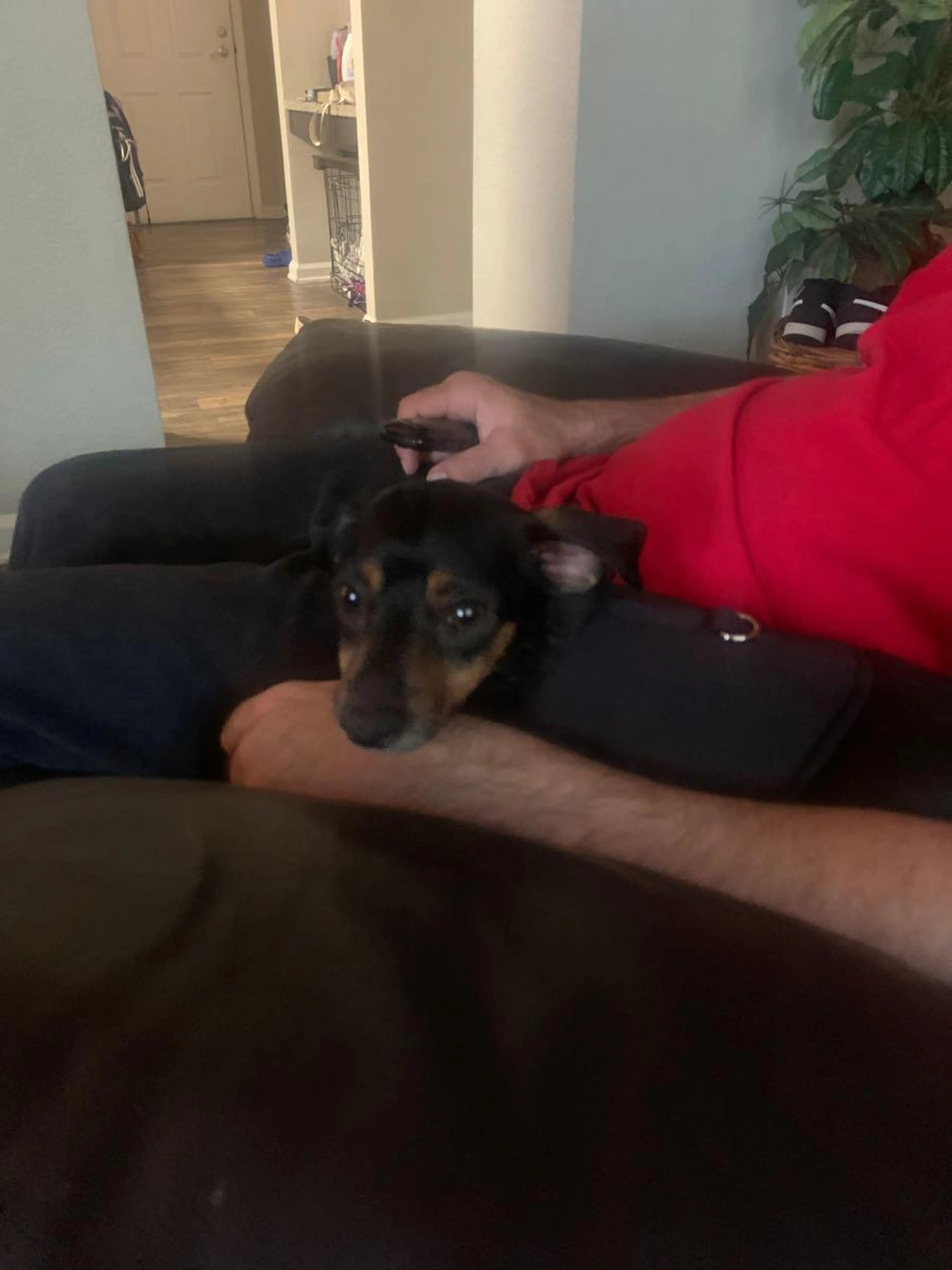 Found pet