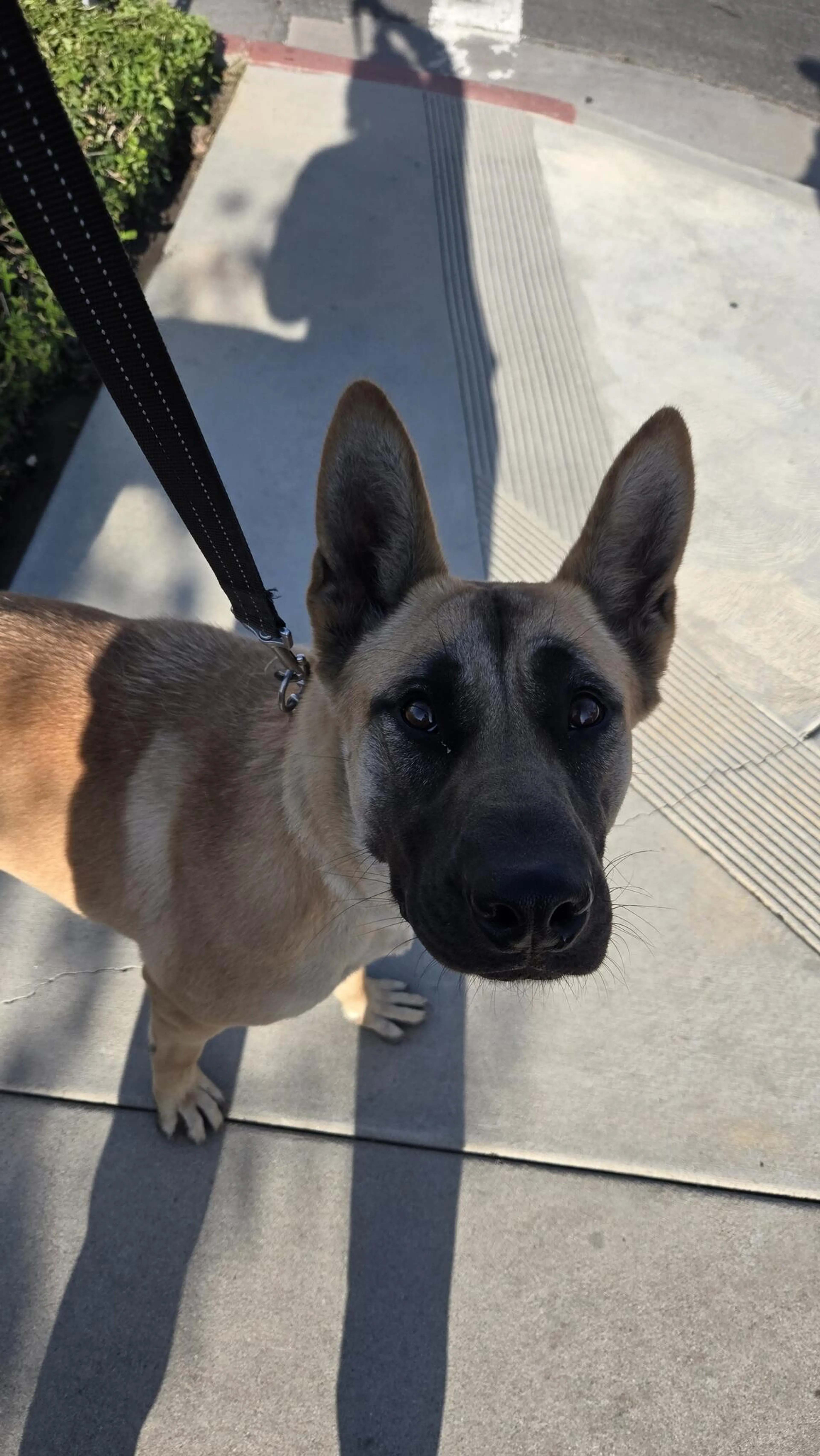 Lost pet