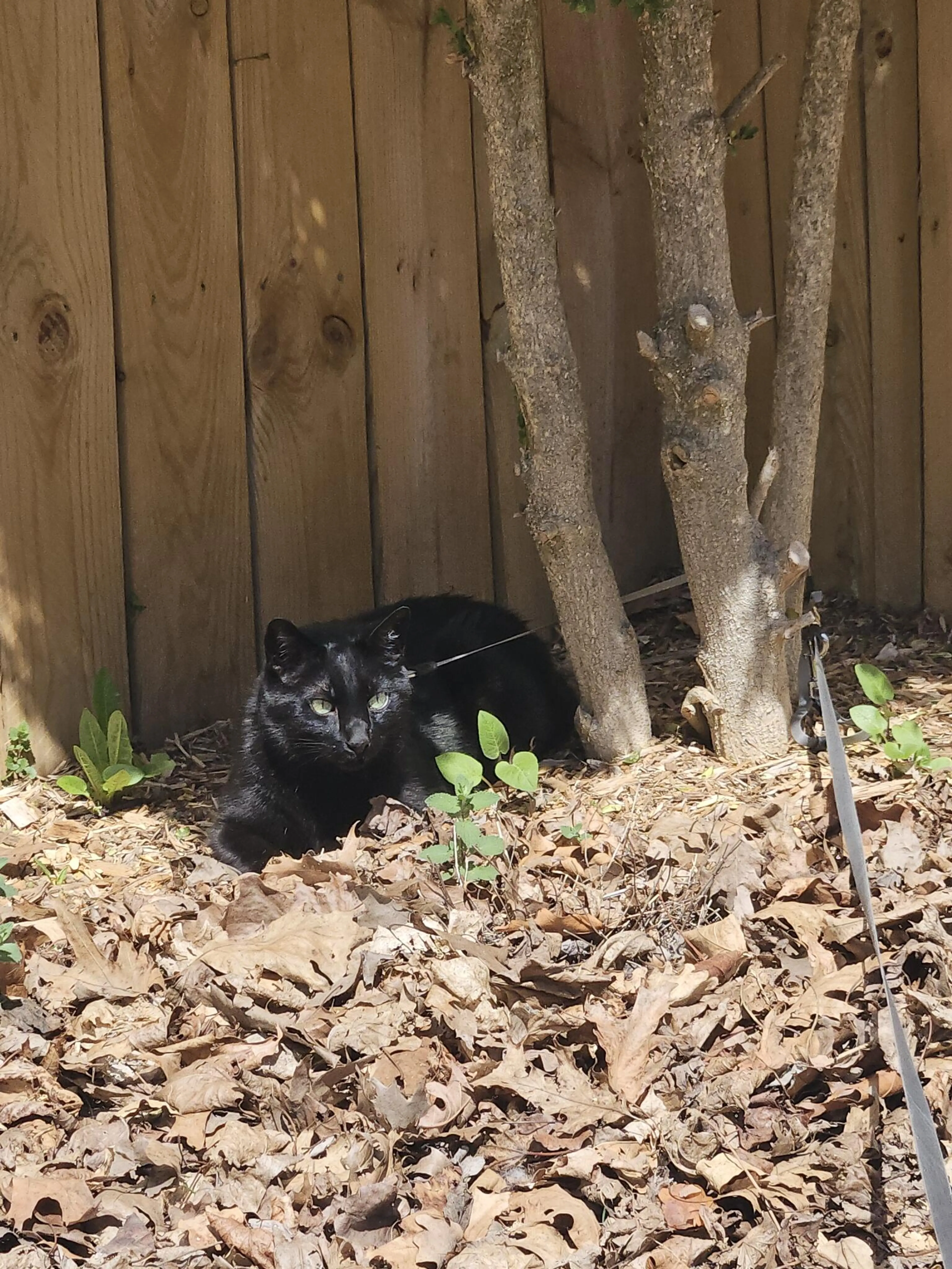 Lost pet