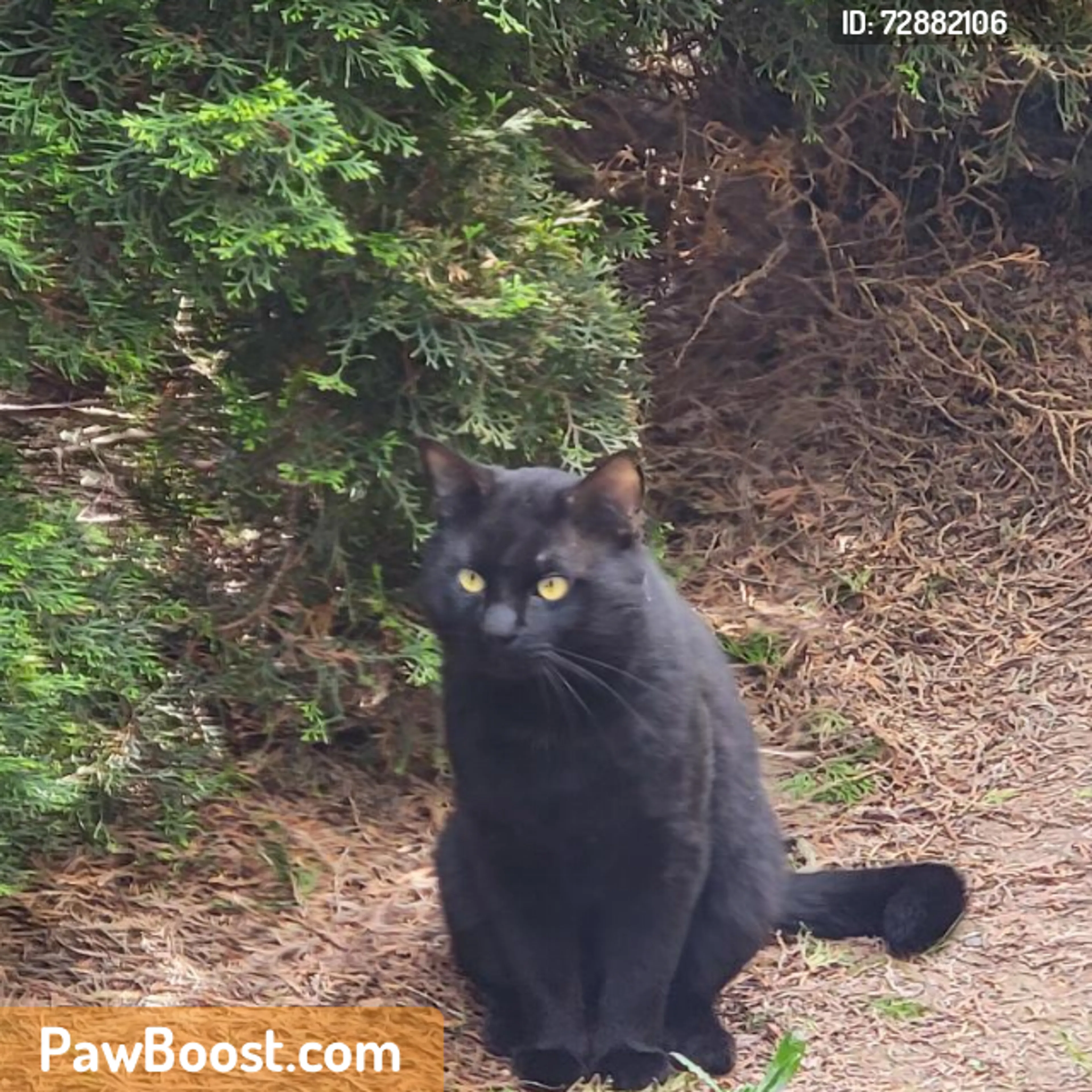 Found pet
