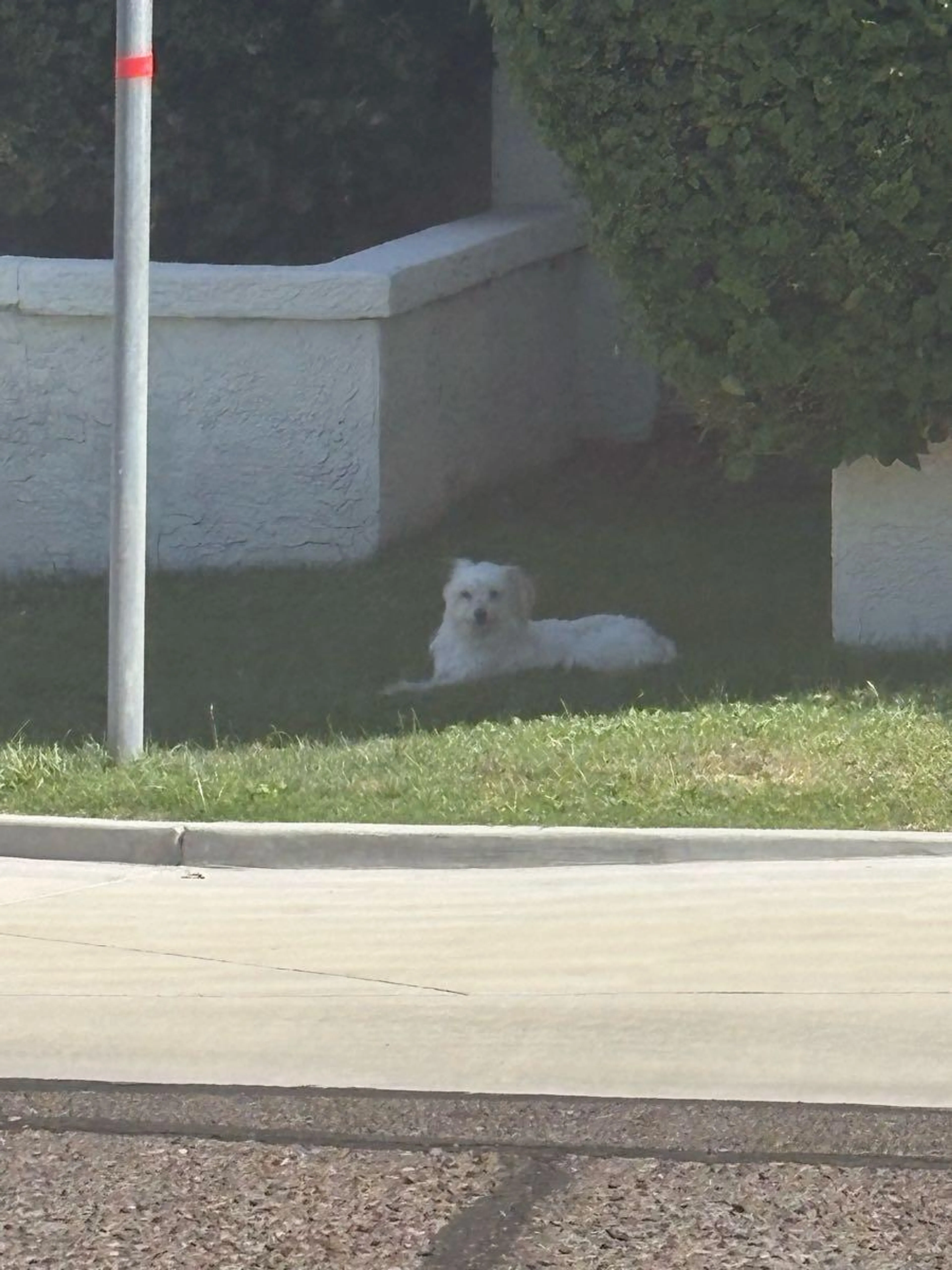 Lost pet