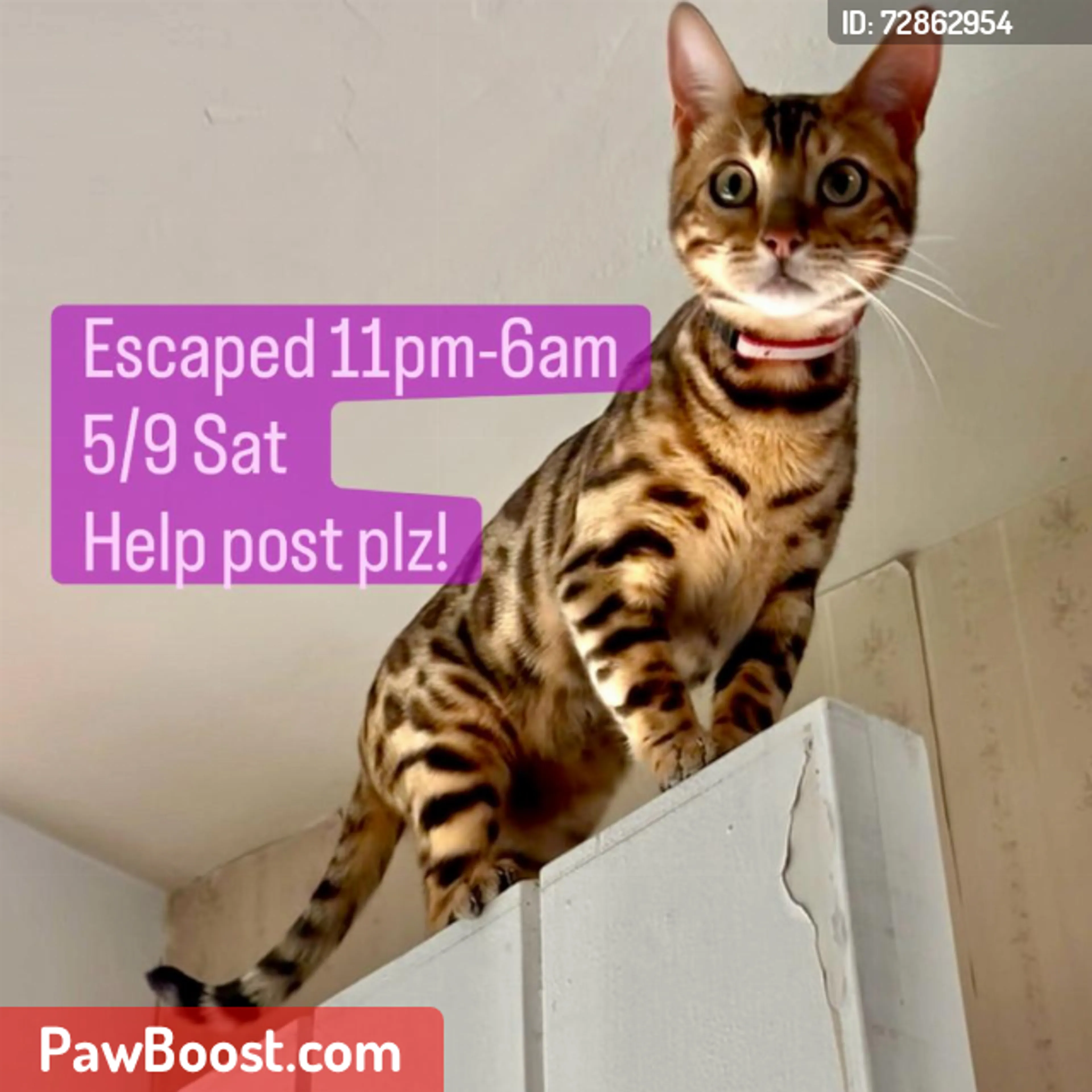 Lost pet