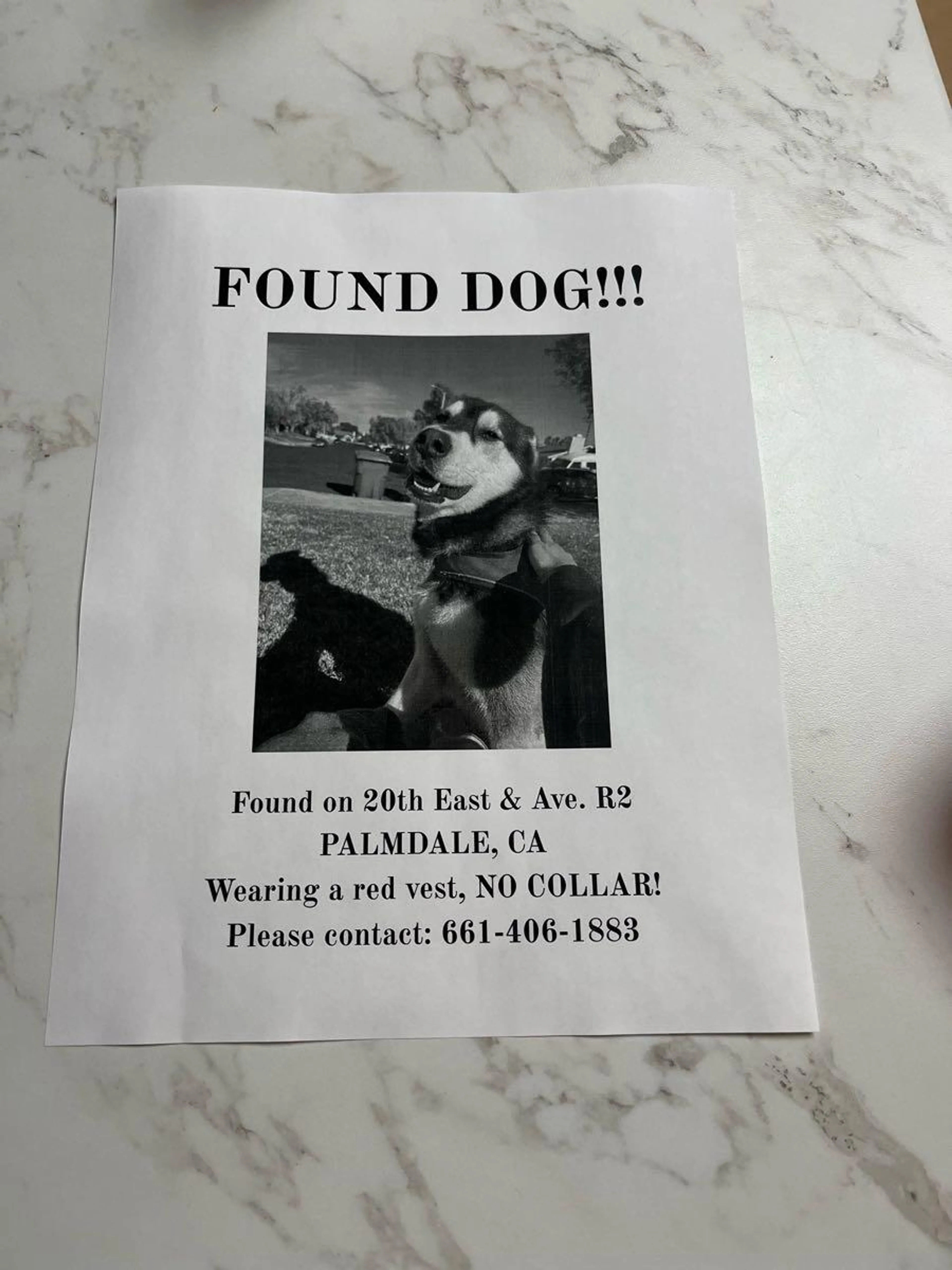 Found pet