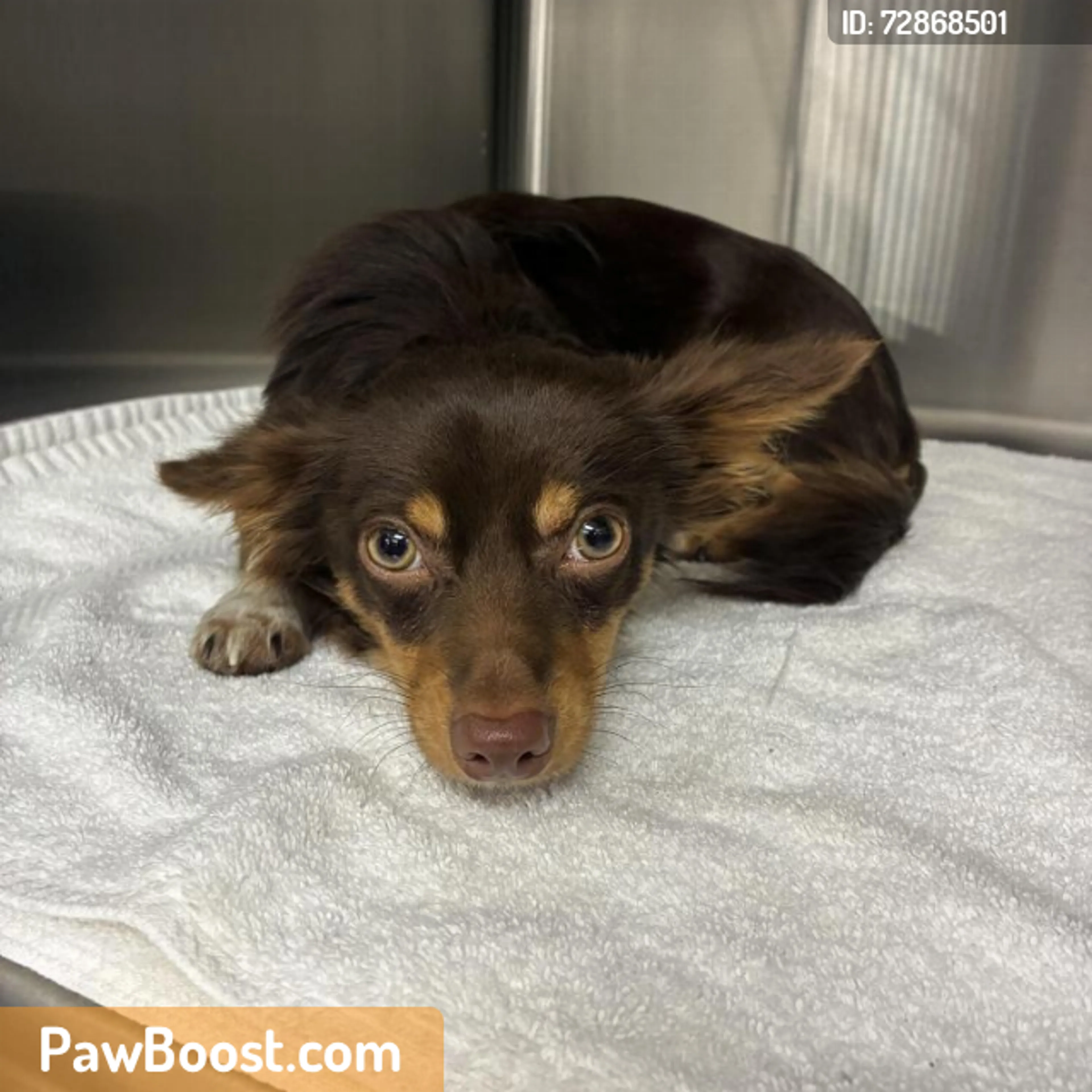 Found pet