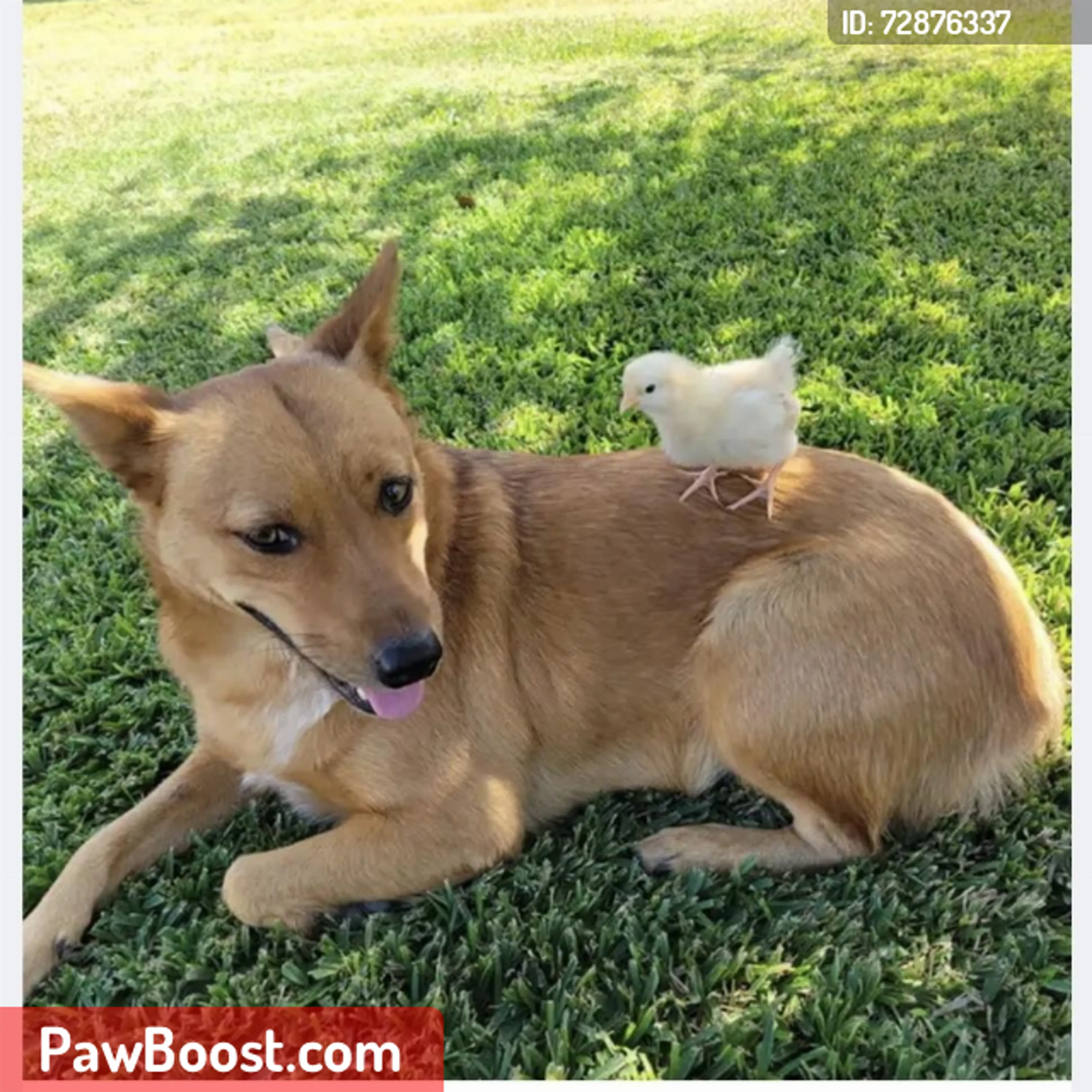 Lost pet