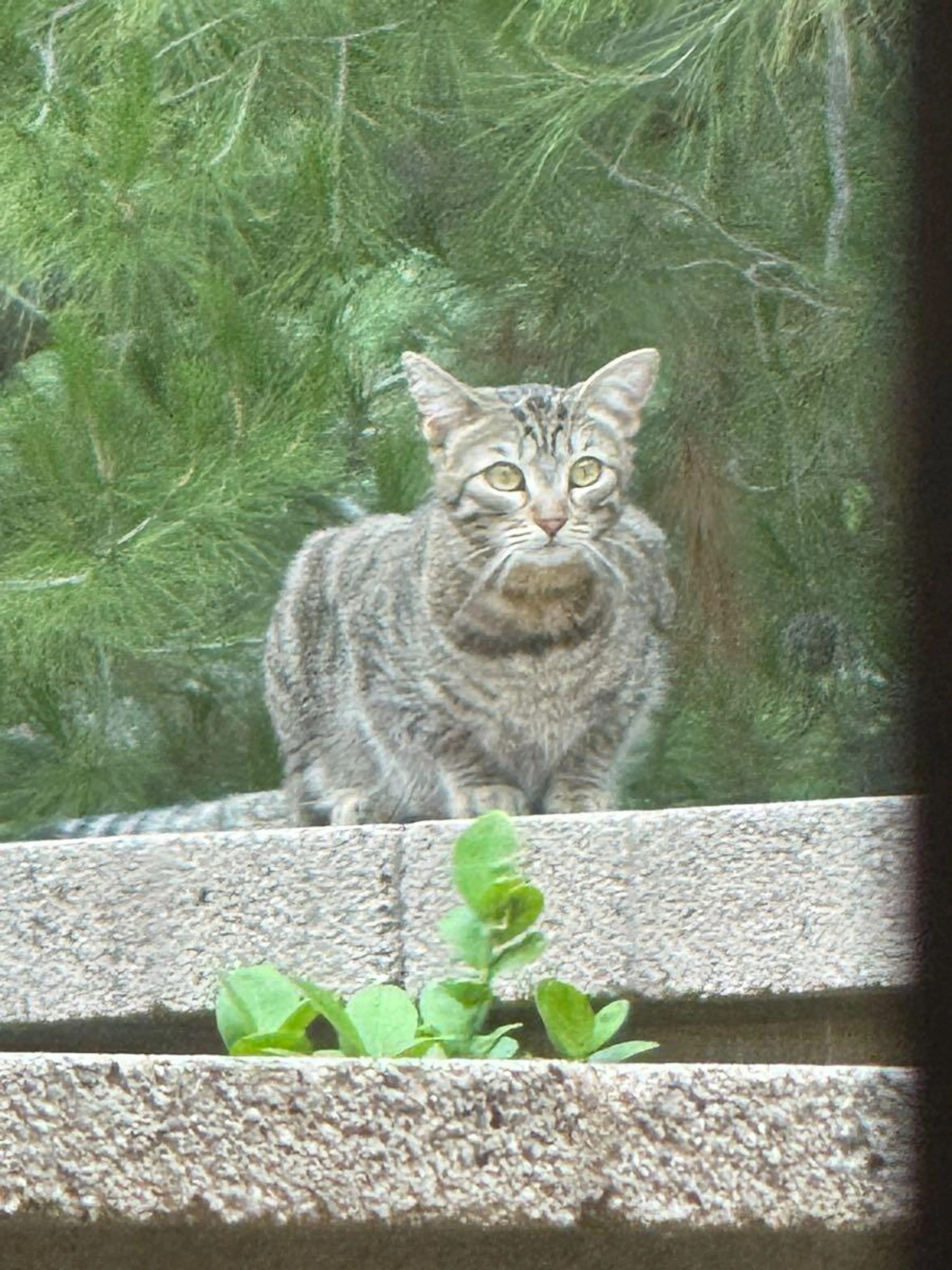 cdn image