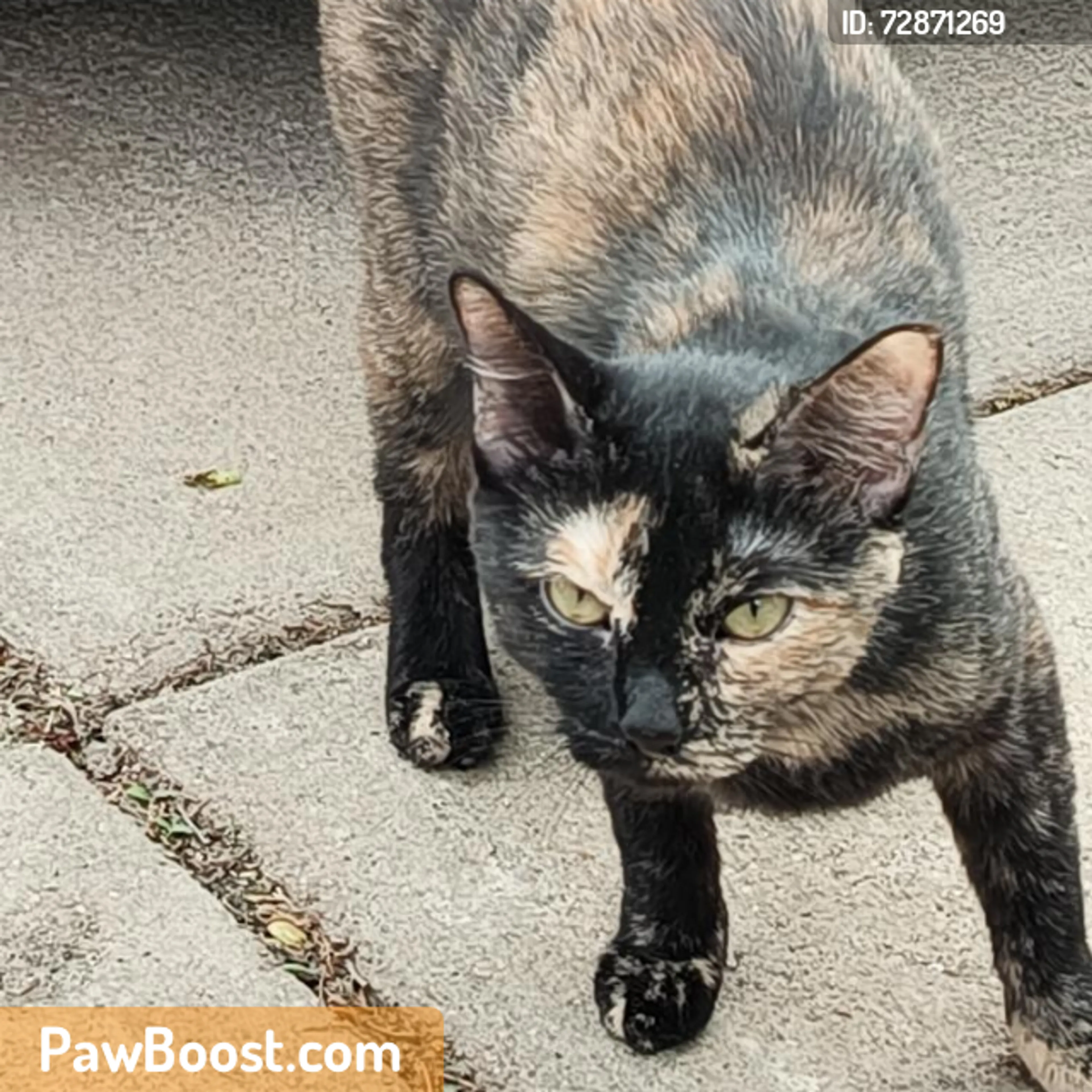 Found pet